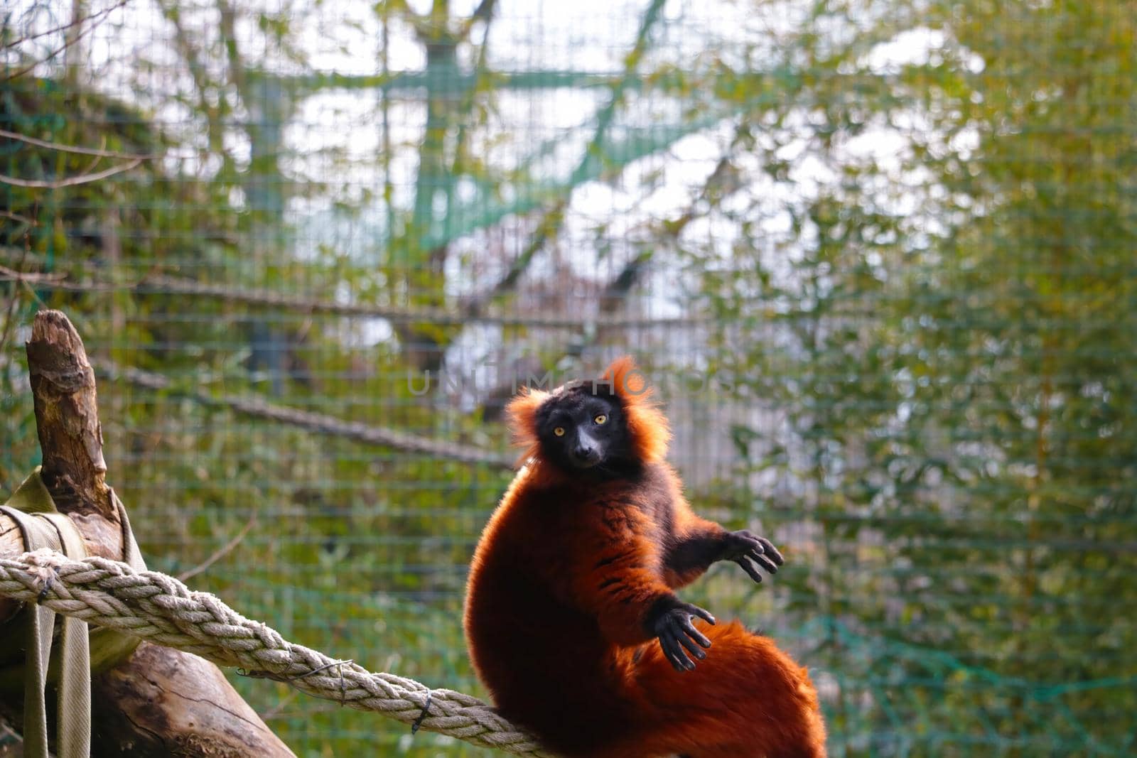 Close-up on a lemur in an animal park. by kip02kas