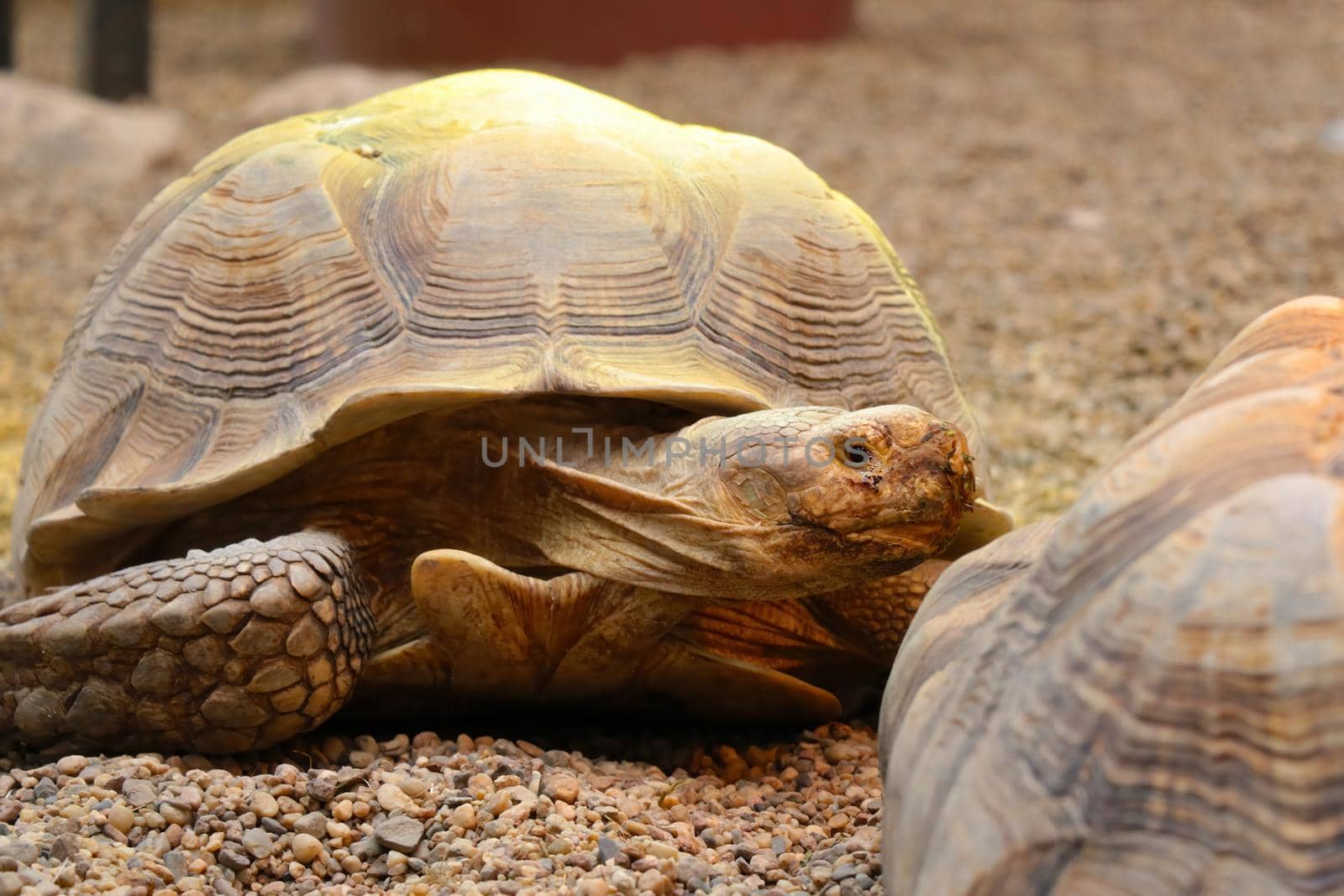 Close-up on a turtle in the sand