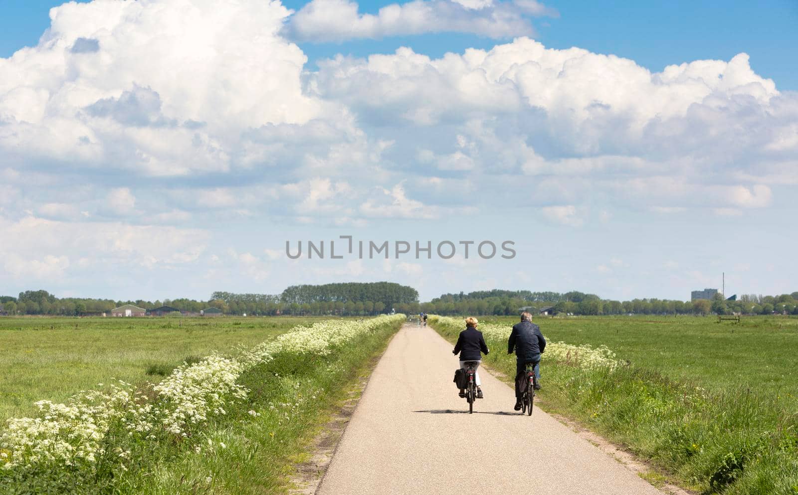 couple on bicycle passes white summer flowers on country road near meadows in the netherlands under blue summer sky with white clouds