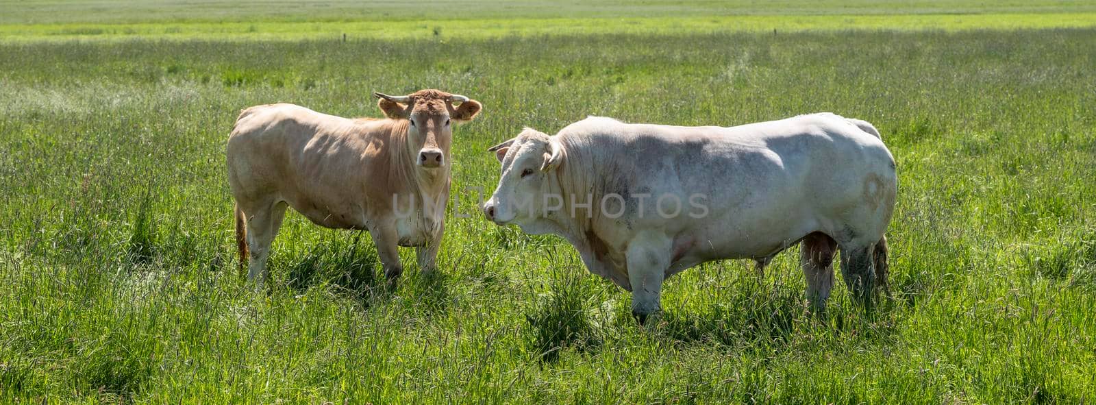 white bull and light brown cow in long grass of summer meadow in the netherlands by ahavelaar