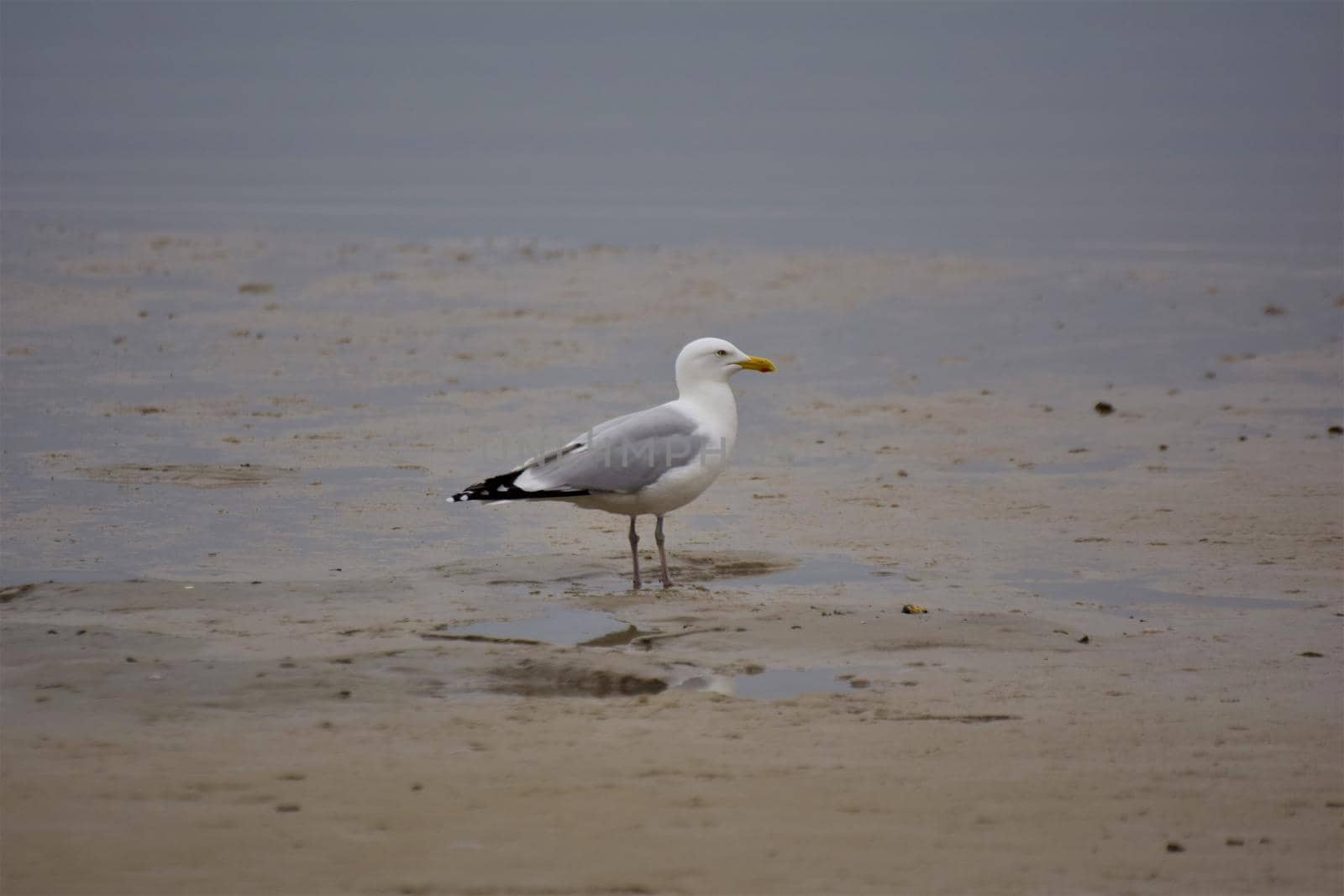 A seagull is sitting at the beach by Luise123