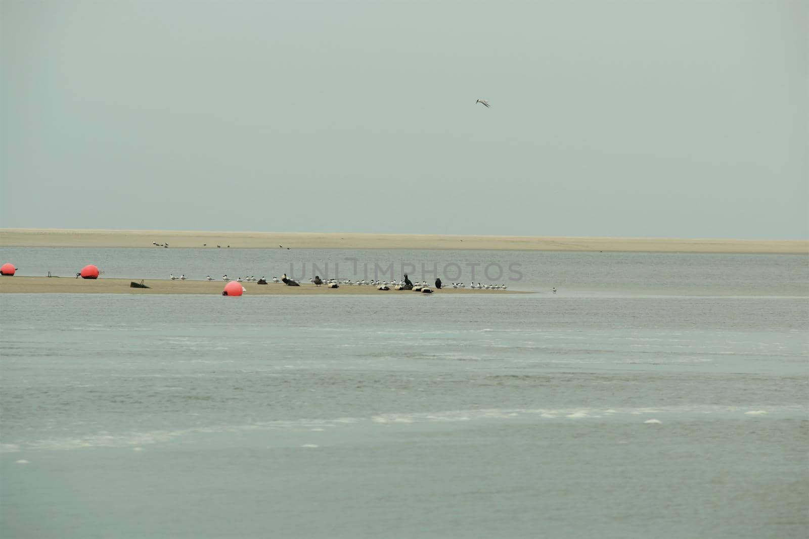 A group of birds sitting on a sand bank and flying in the air