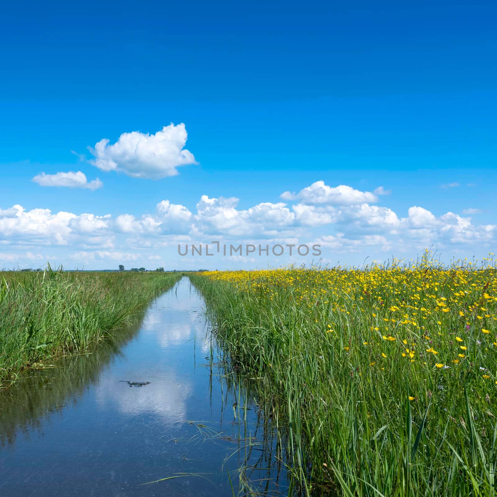canal with reflection of blue sky and wild yellow flowers in dutch meadow landscape near amersfoort in the netherlands