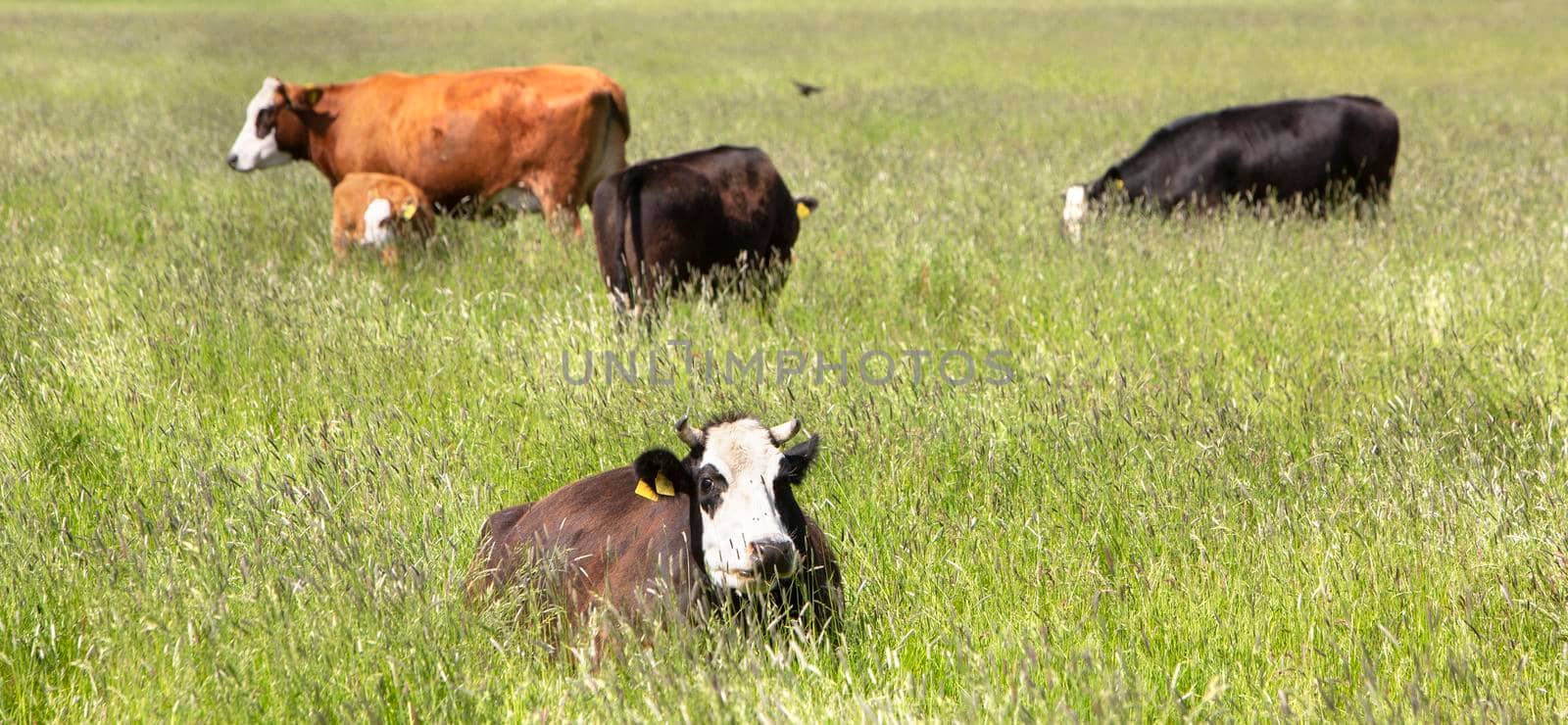 old race of black blaarkop cows with white faces in meadow with long grass in the netherlands