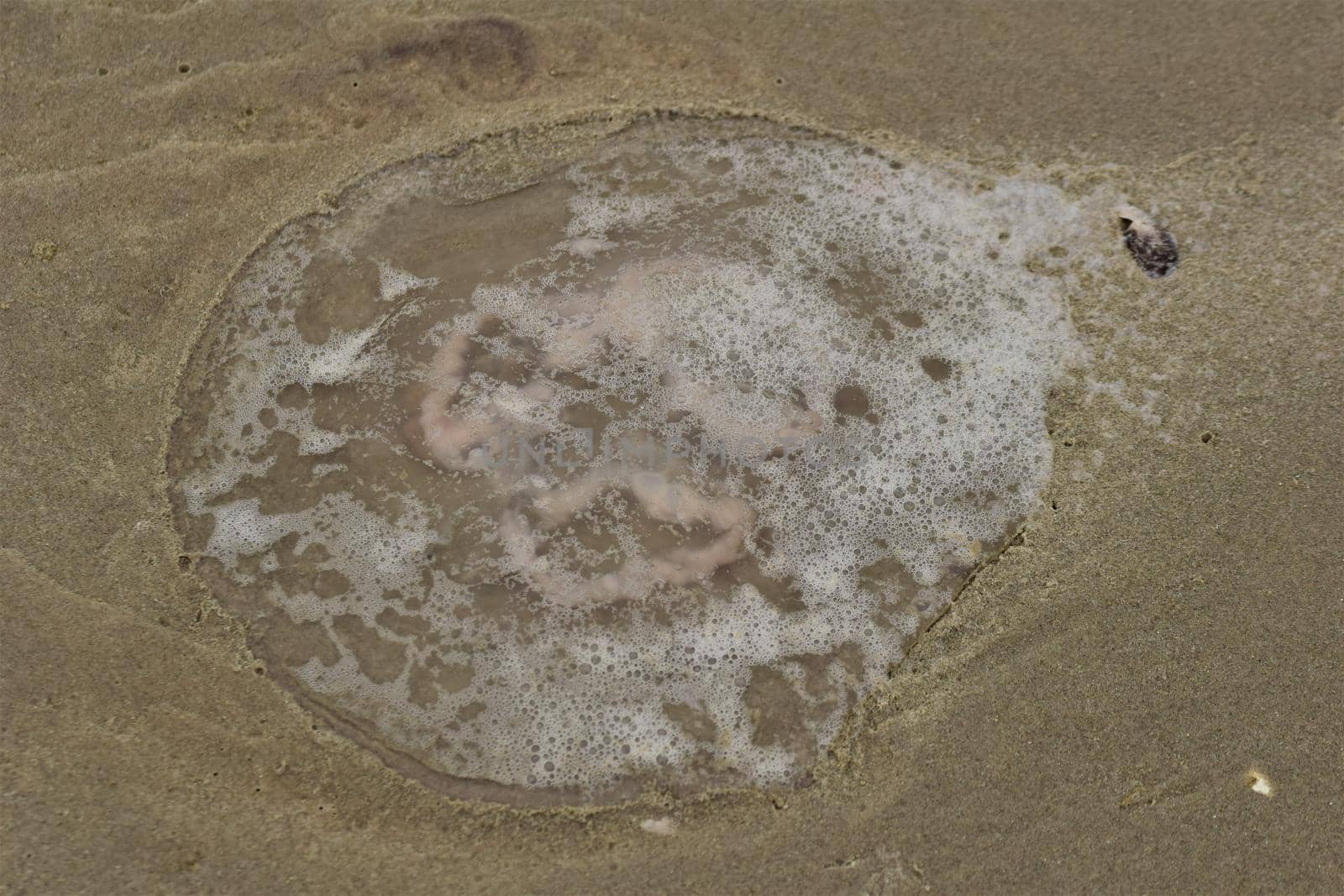 Close-up of a jellyfish on the beach