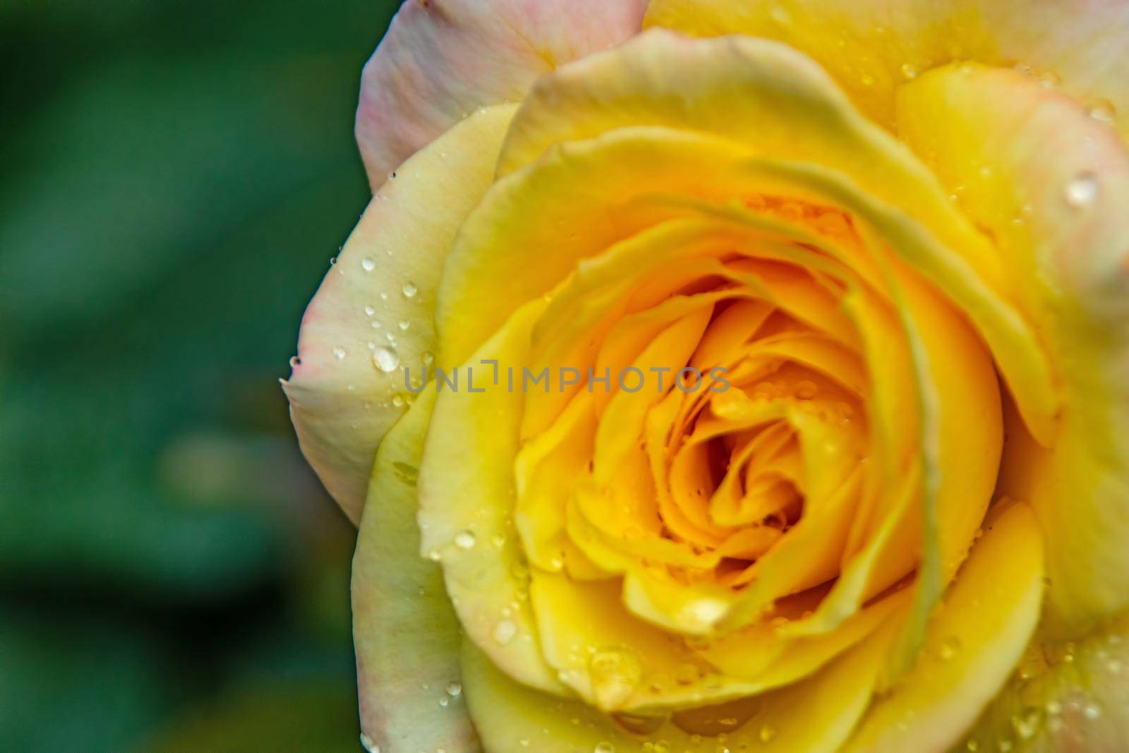 close-up yellow rose and raindrops