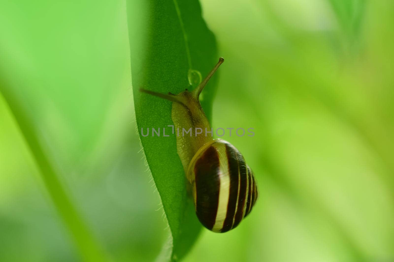 Close-up of a housing snail on a green leaf against agreen blurred background