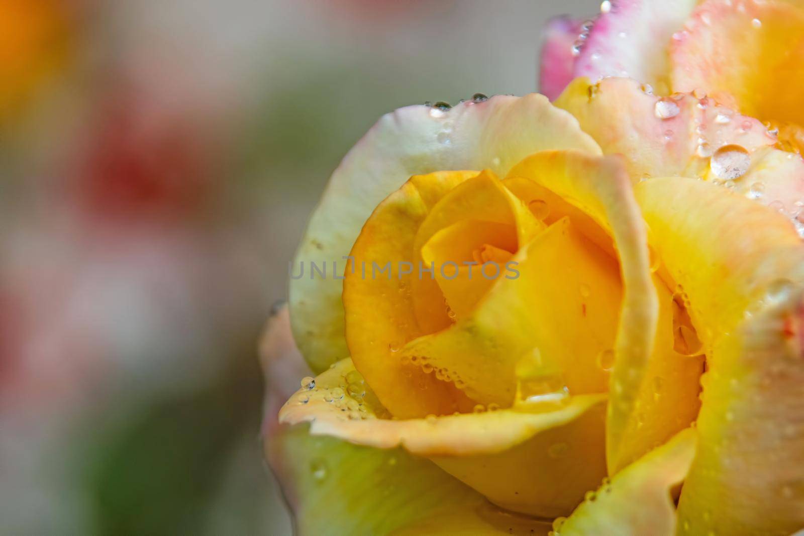 close-up yellow rose and raindrops