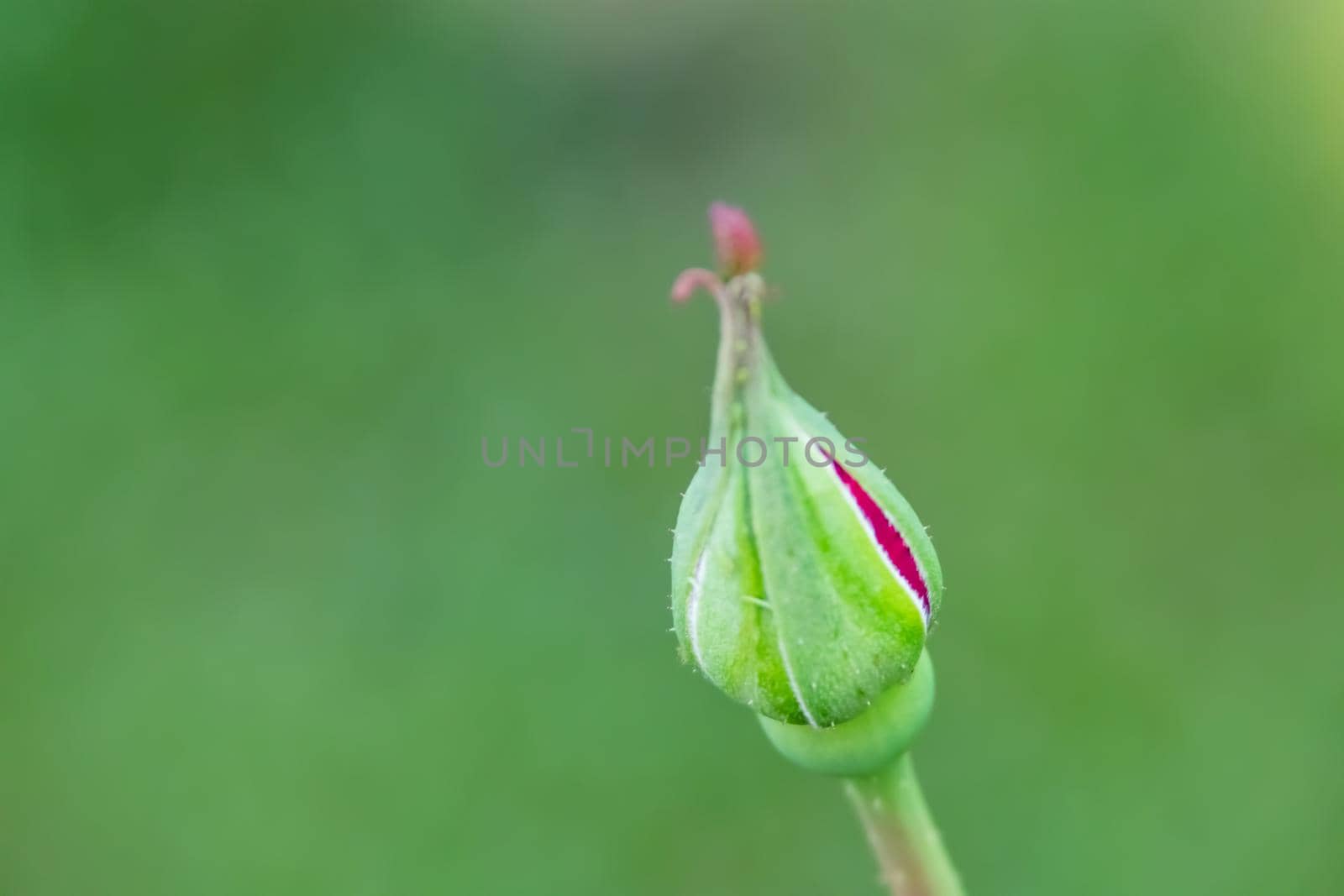 Close up red rose bud