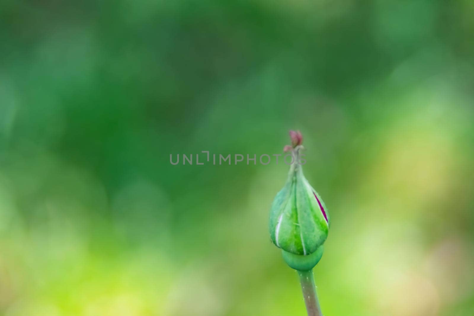 Close up red rose bud