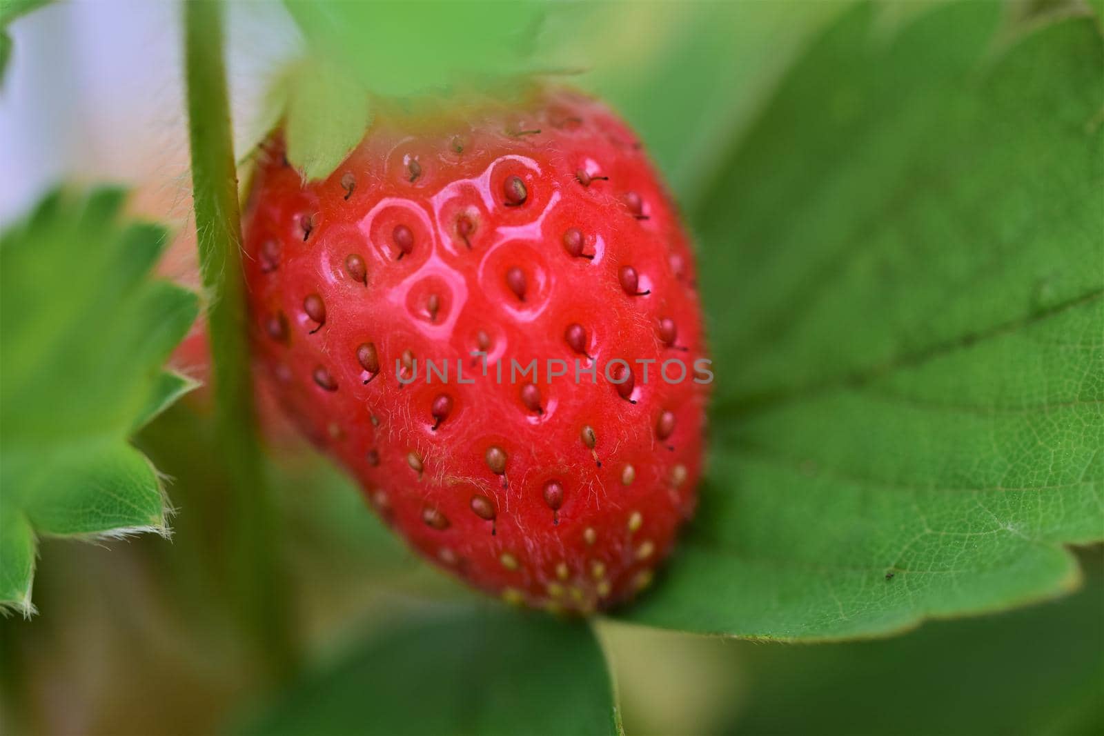 Ripe red strawberry on the stem in the bush by Luise123