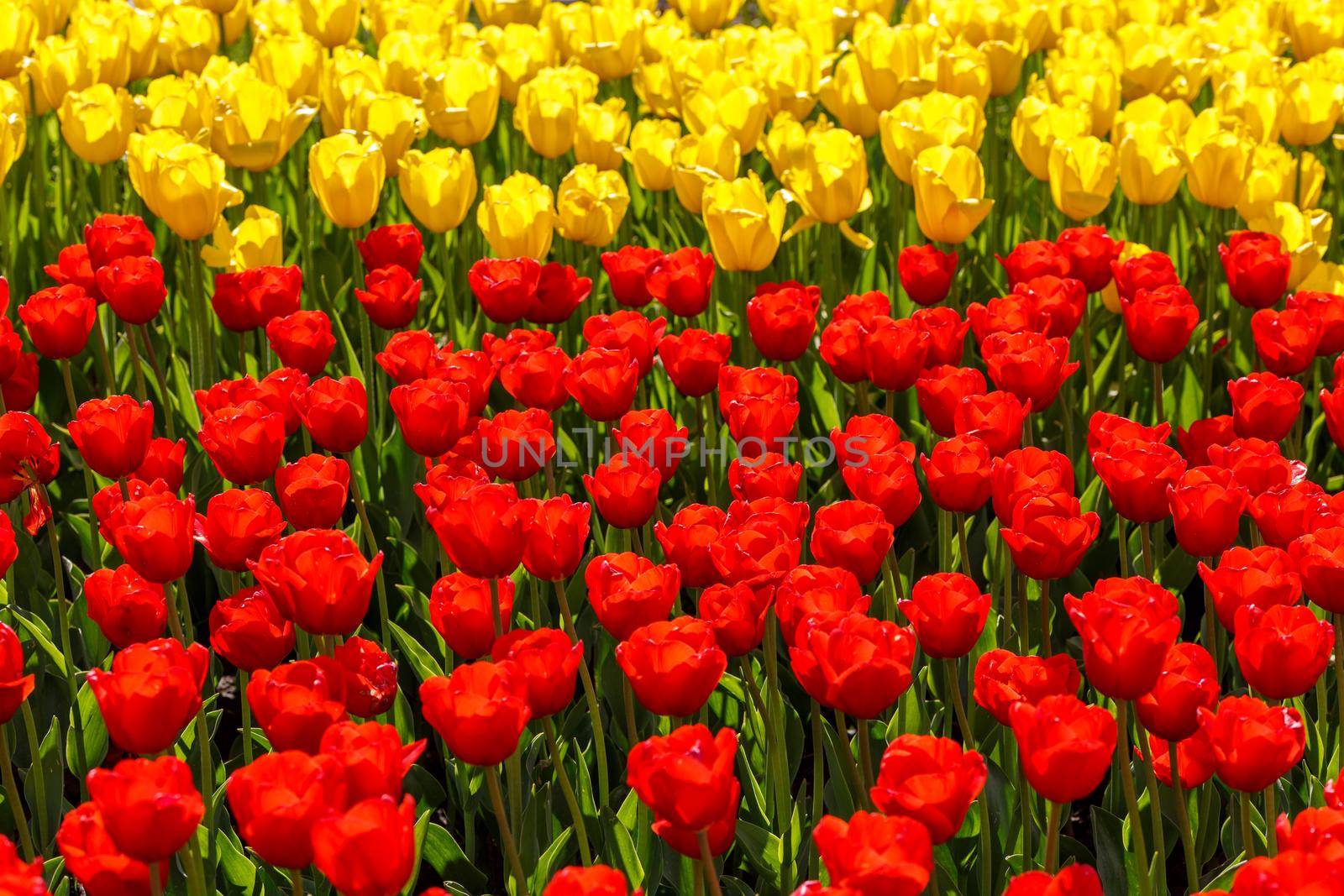 flaccid red and yellow tulips in the field at daylight splitted horiaontally - close-up full frame background with selective focus