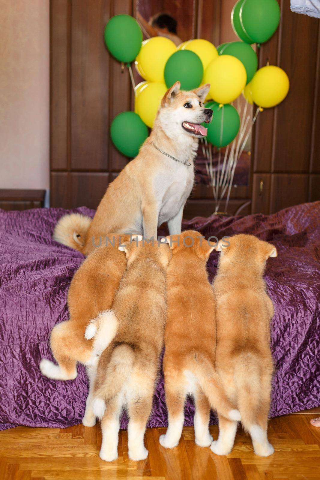 Happy akita inu dog family.Proud mother posing with her puppies.