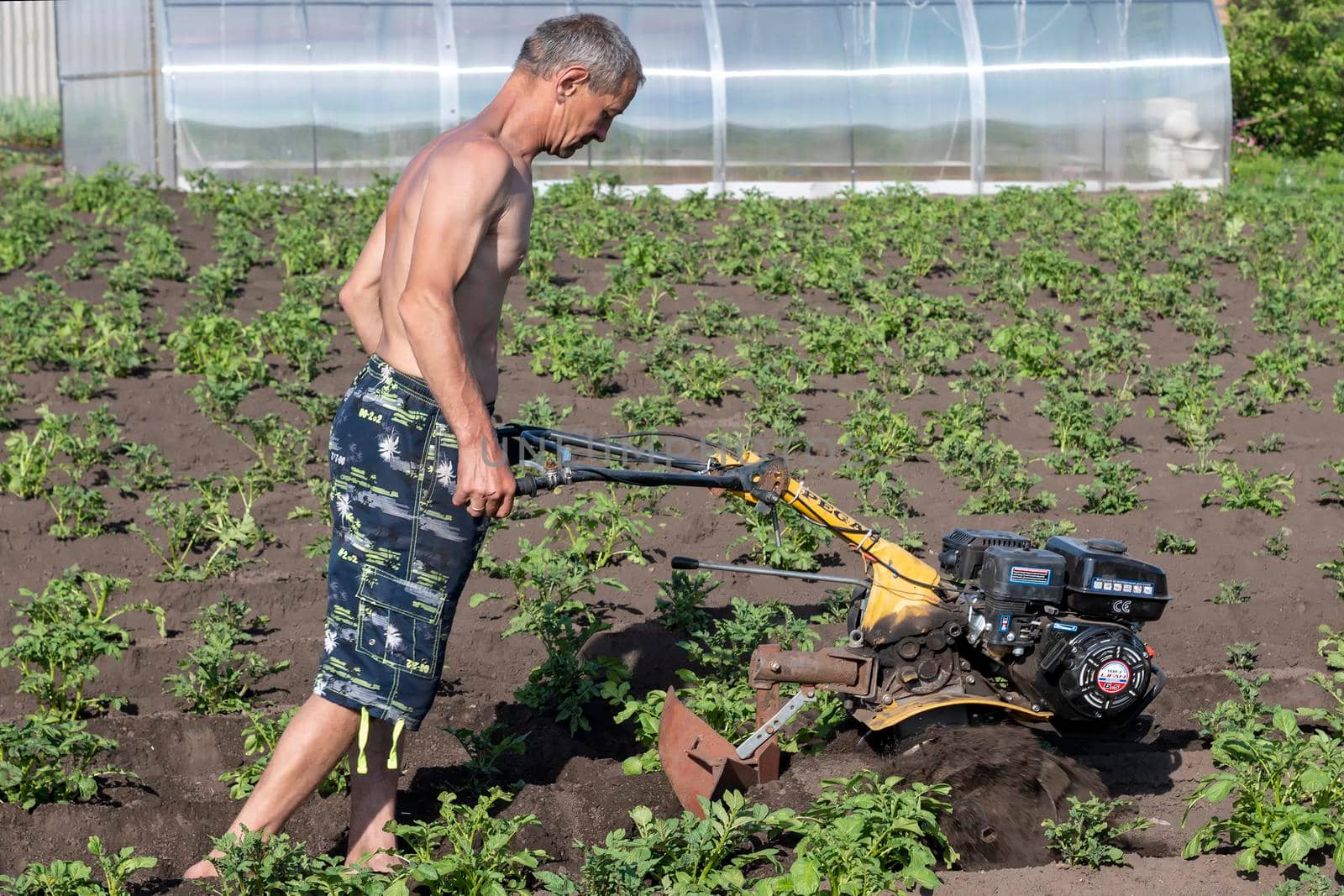 Man dipps potatoes with agromashine motorcultivator. Bashkortostan, Russia - 12 June, 2021. by Essffes