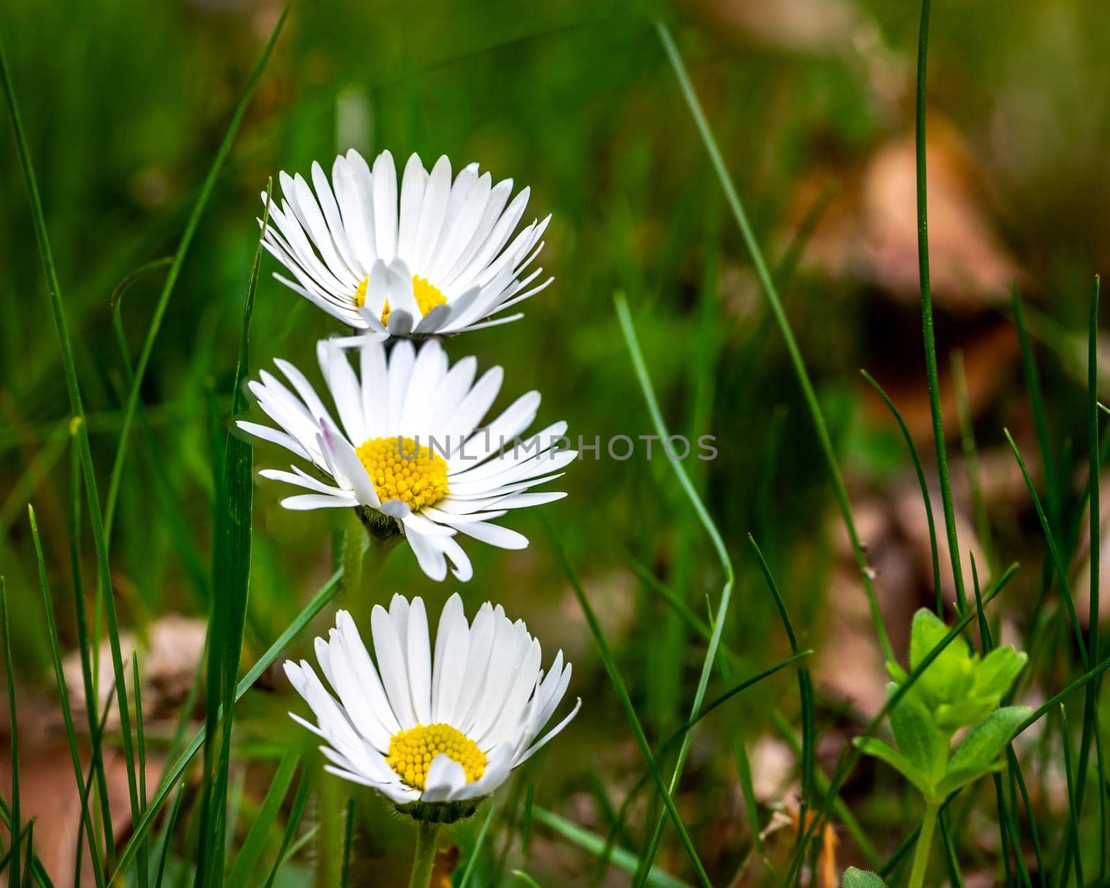 Three daisy flowers in one line, close-up photo of daisy flower on green background
