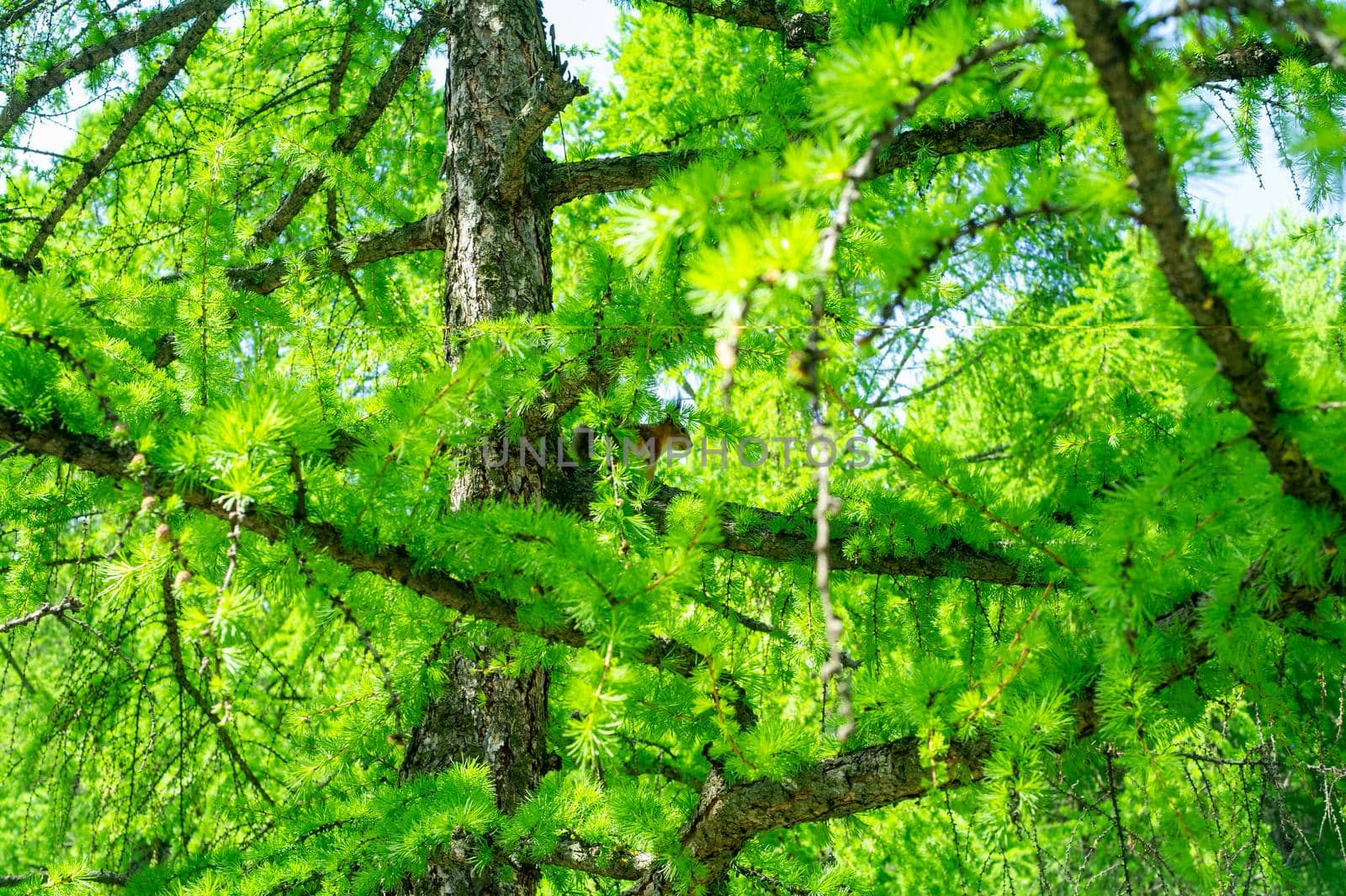 Squirrel hiding on a green coniferous tree, summer