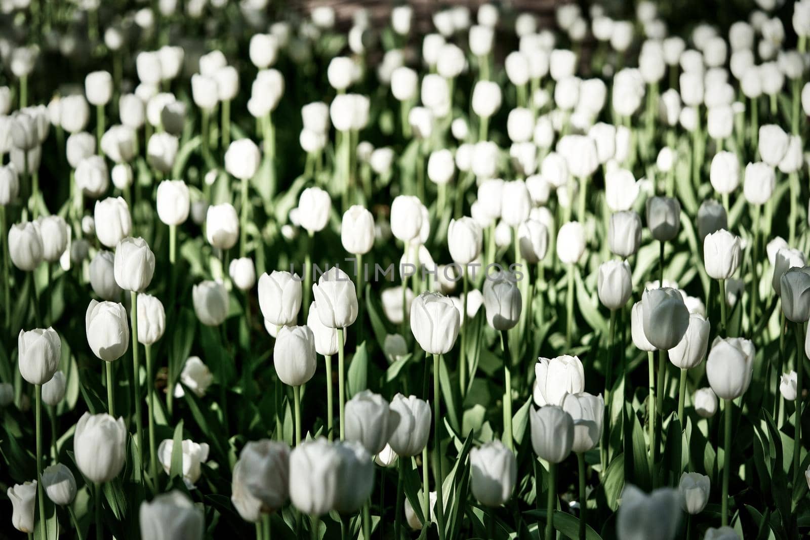 Bright flowers of tulips on a tulip field on a sunny morning, spring flowers tulips