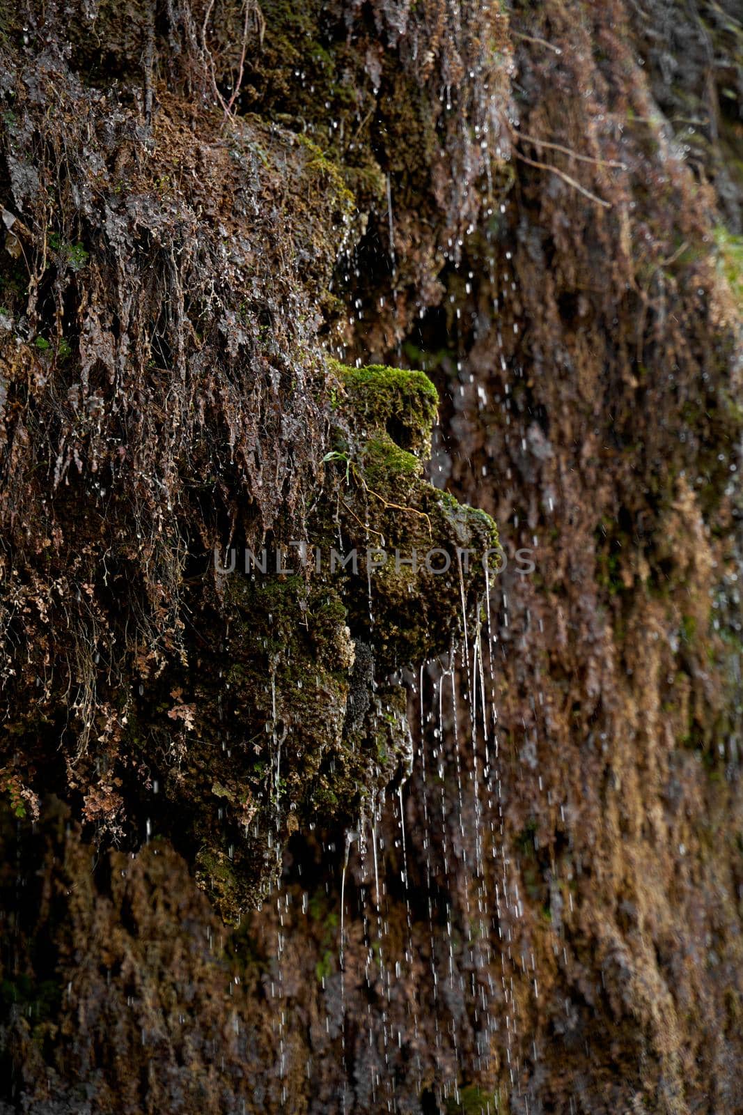 Water flows down a mountain rock overgrown with a plant.