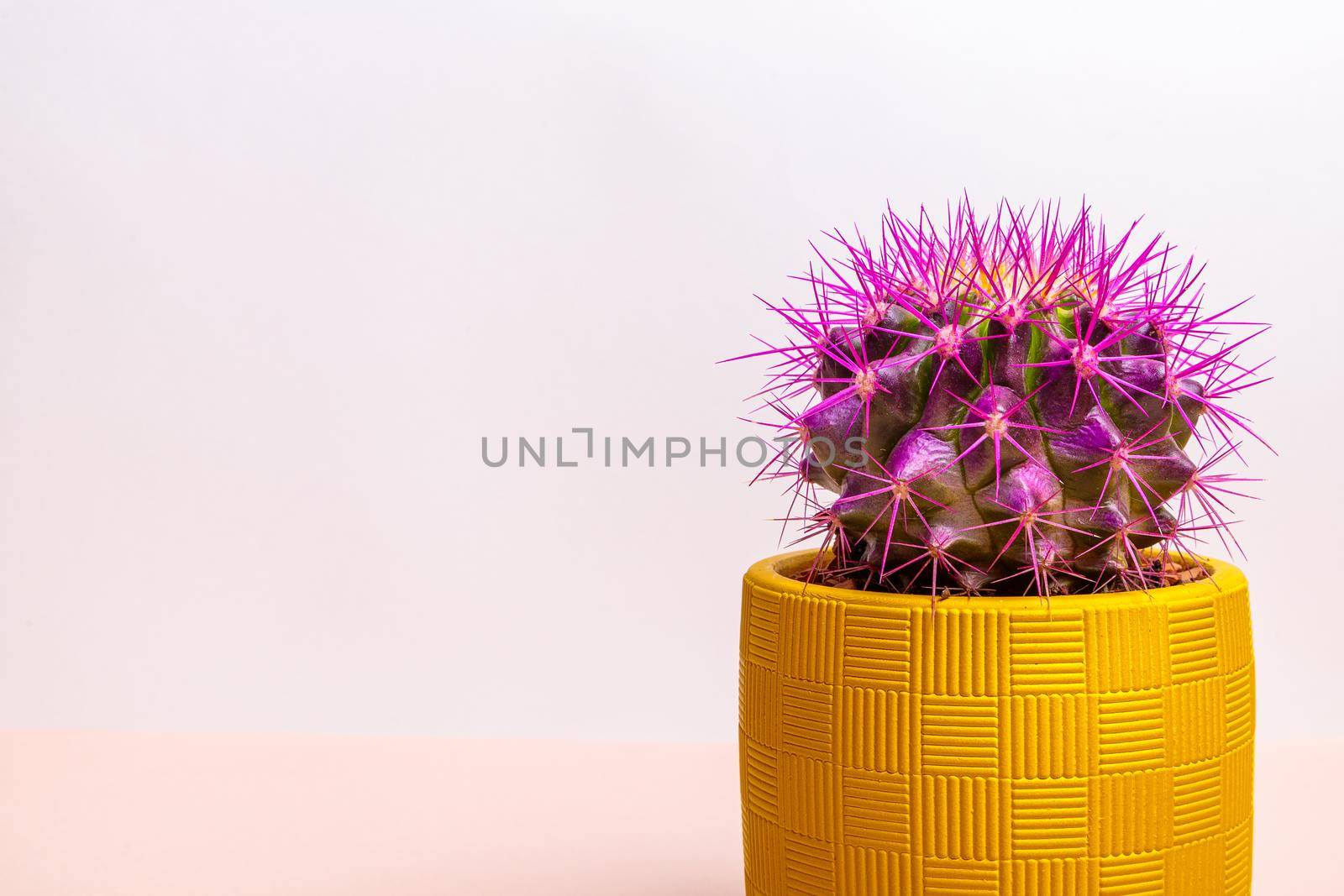 A round cactus with large purple thorns in a yellow pot. Close-up.
