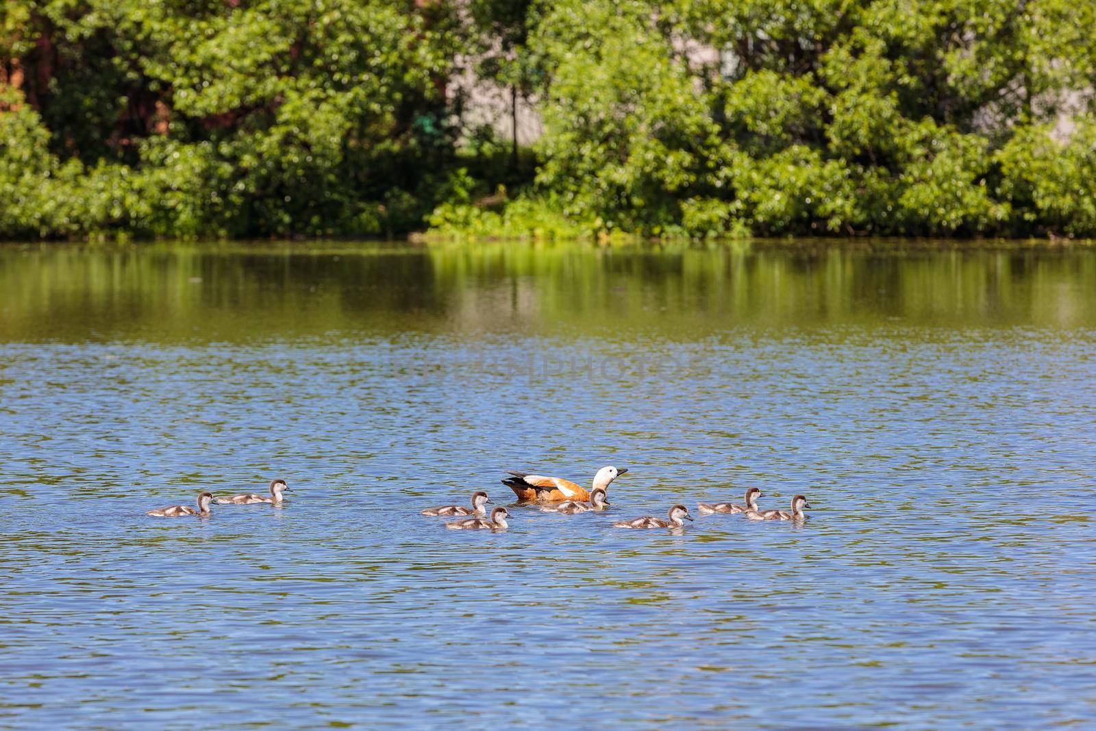 During the day, ducklings swim in the pond under the supervision of a duck.