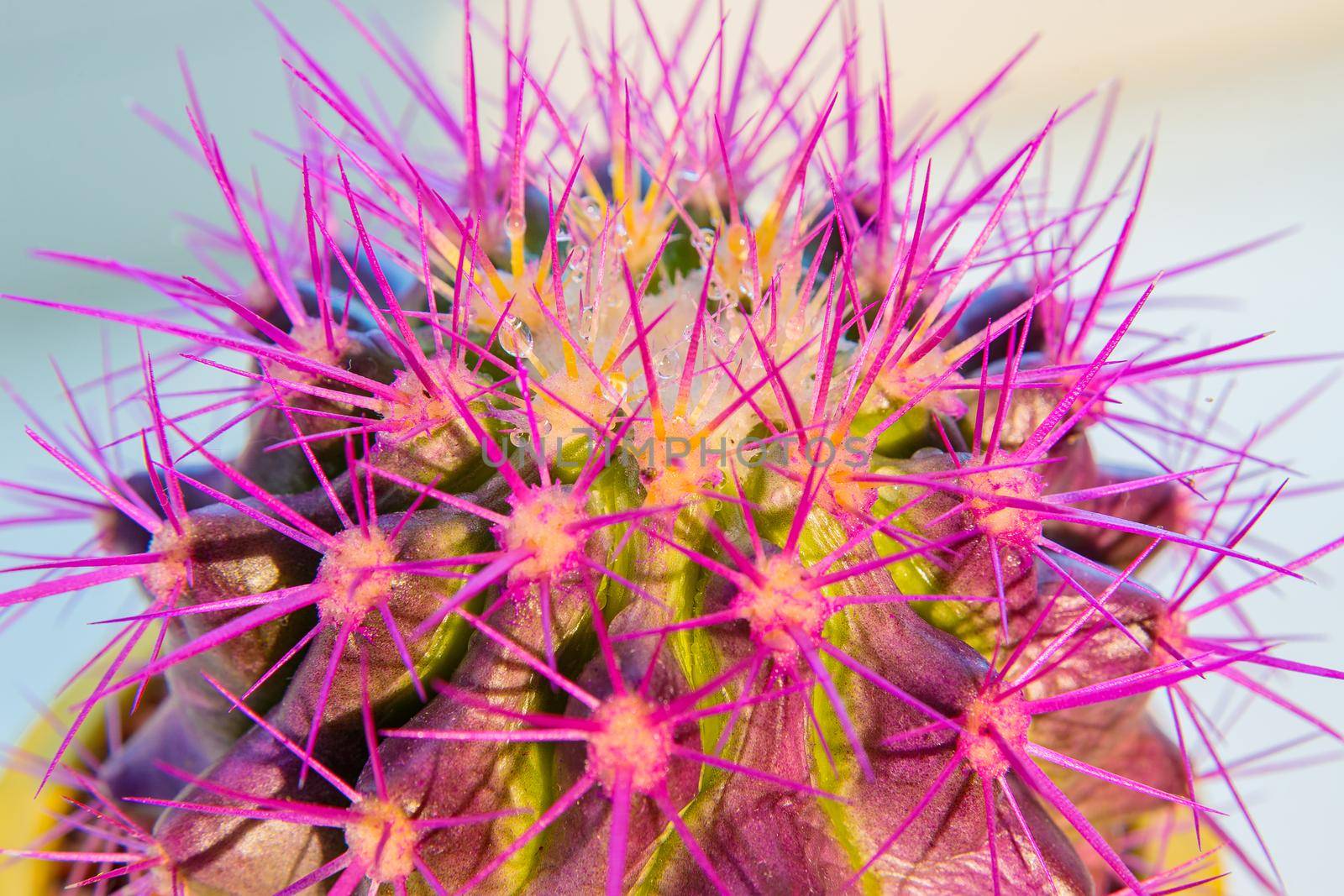 A round cactus with large purple thorns in a yellow pot. View from above. Close-up.