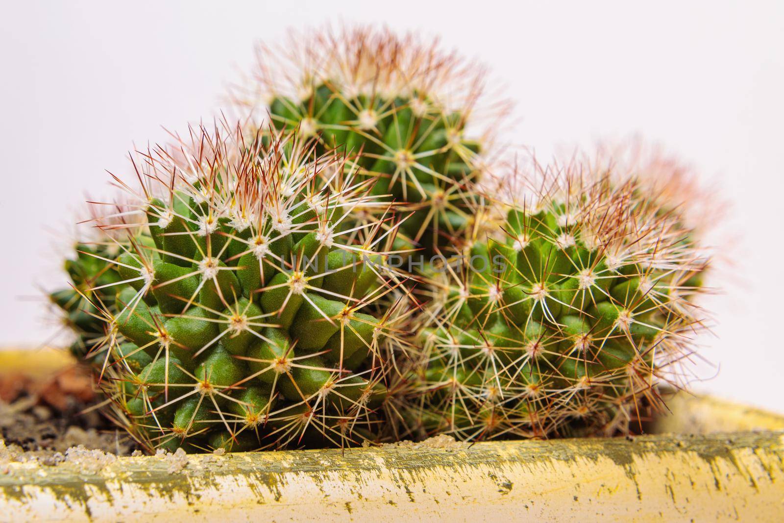 A set of round cactus flowers in one pot. Composition from cacti. Close-up