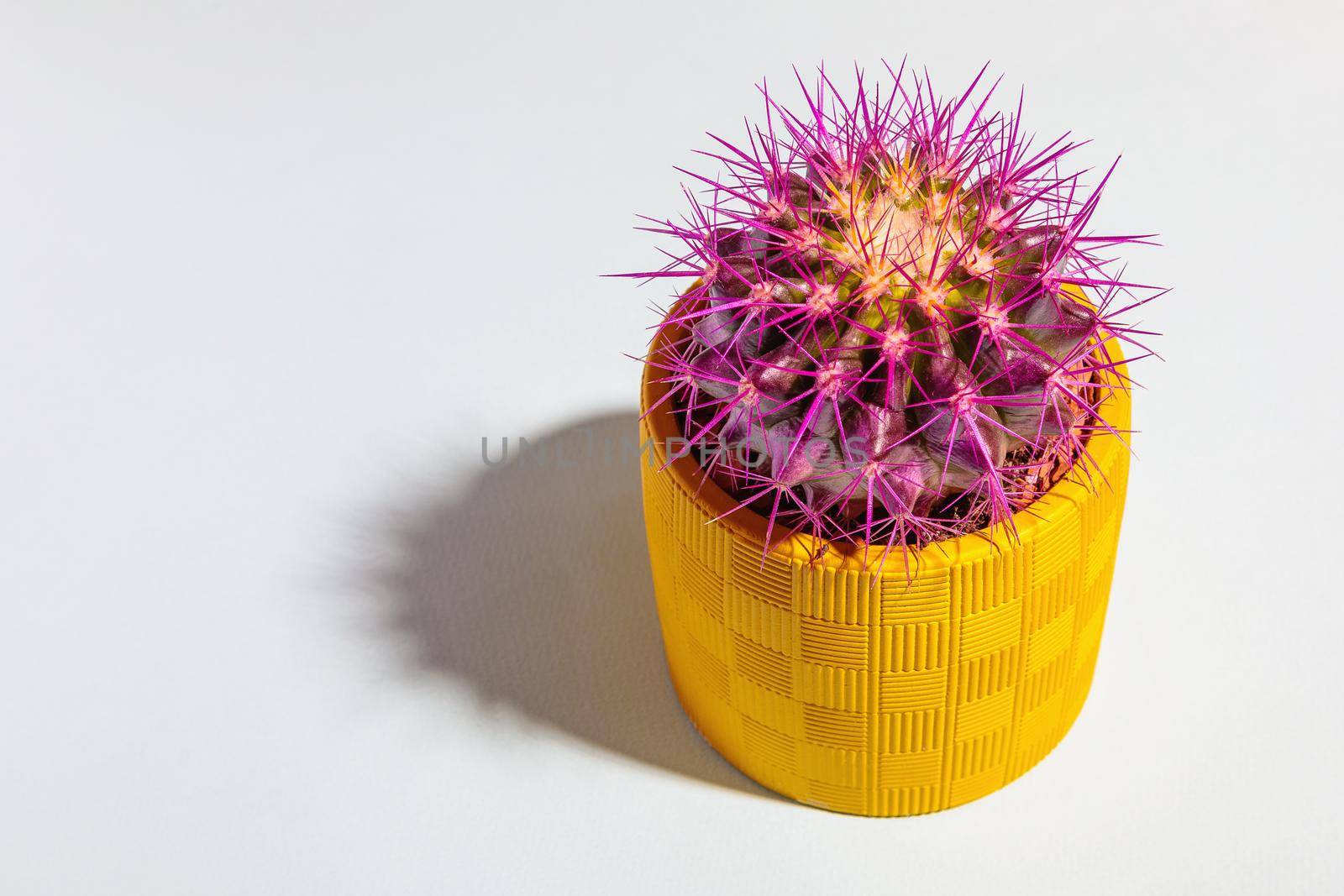 A round cactus with large purple thorns in a yellow pot. Close-up.