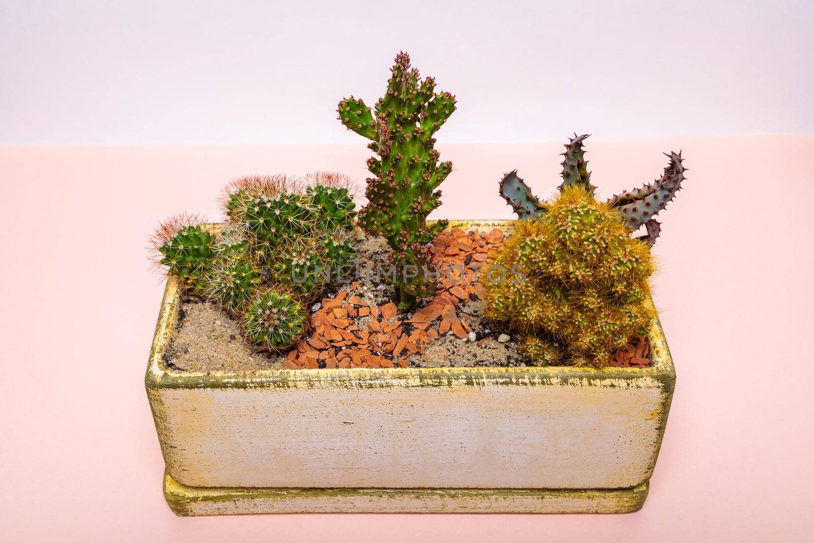 A set of cactus flowers in one pot. Composition from cacti. Close-up
