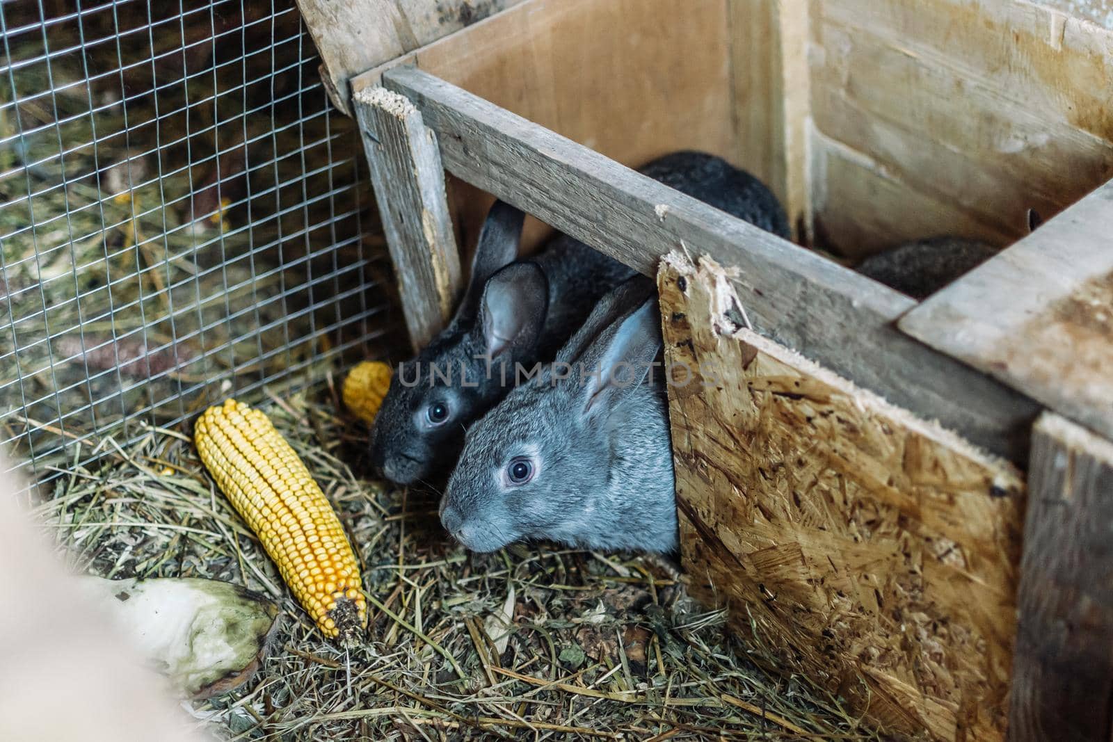 Two gray young rabbits crawl out of their house and eat corn. Rabbit breeding. Rabbits on the farm in a wooden cage. by Alla_Morozova93