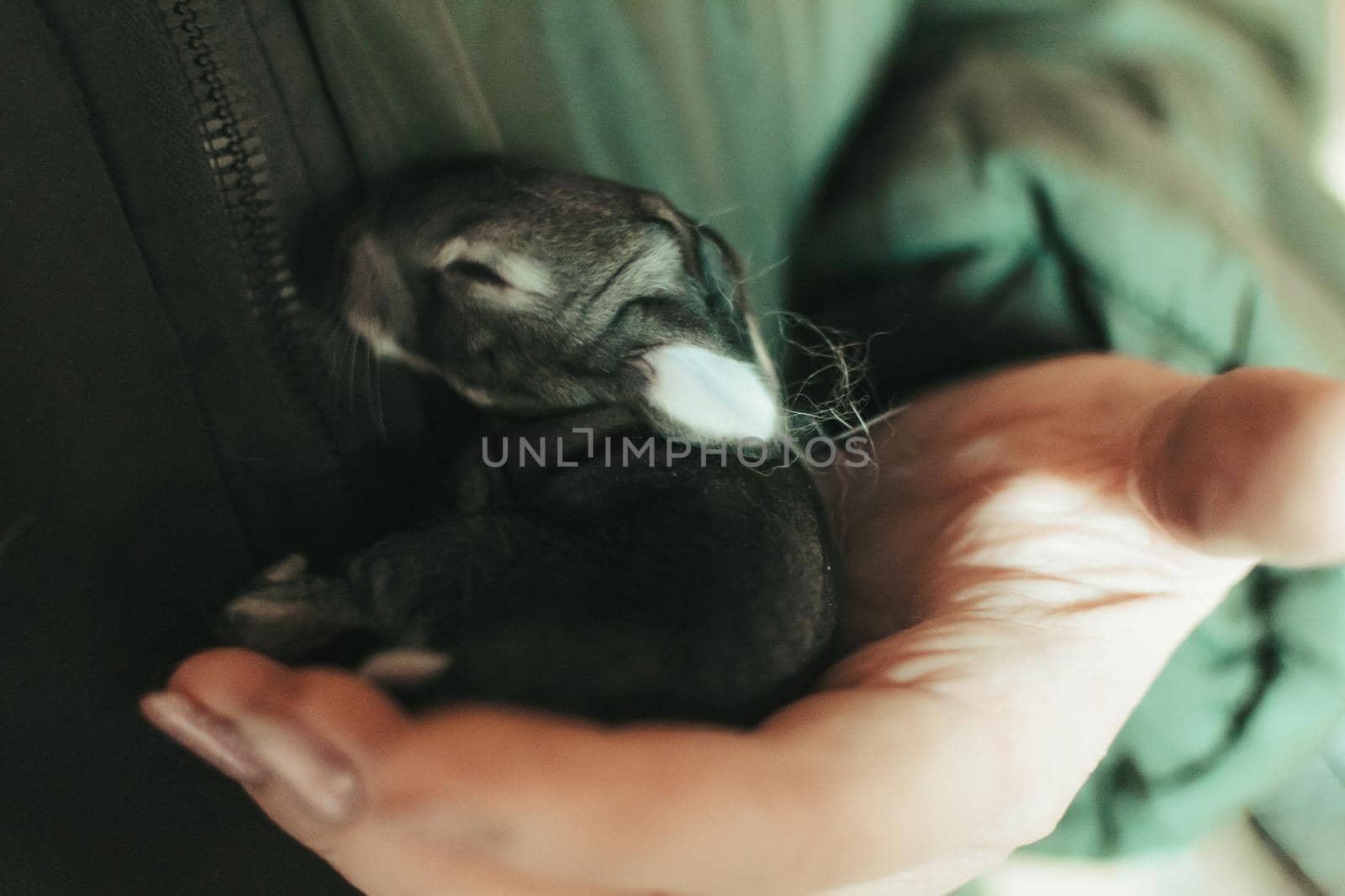 The newborn rabbit warmed itself in the woman's palms and fell asleep.