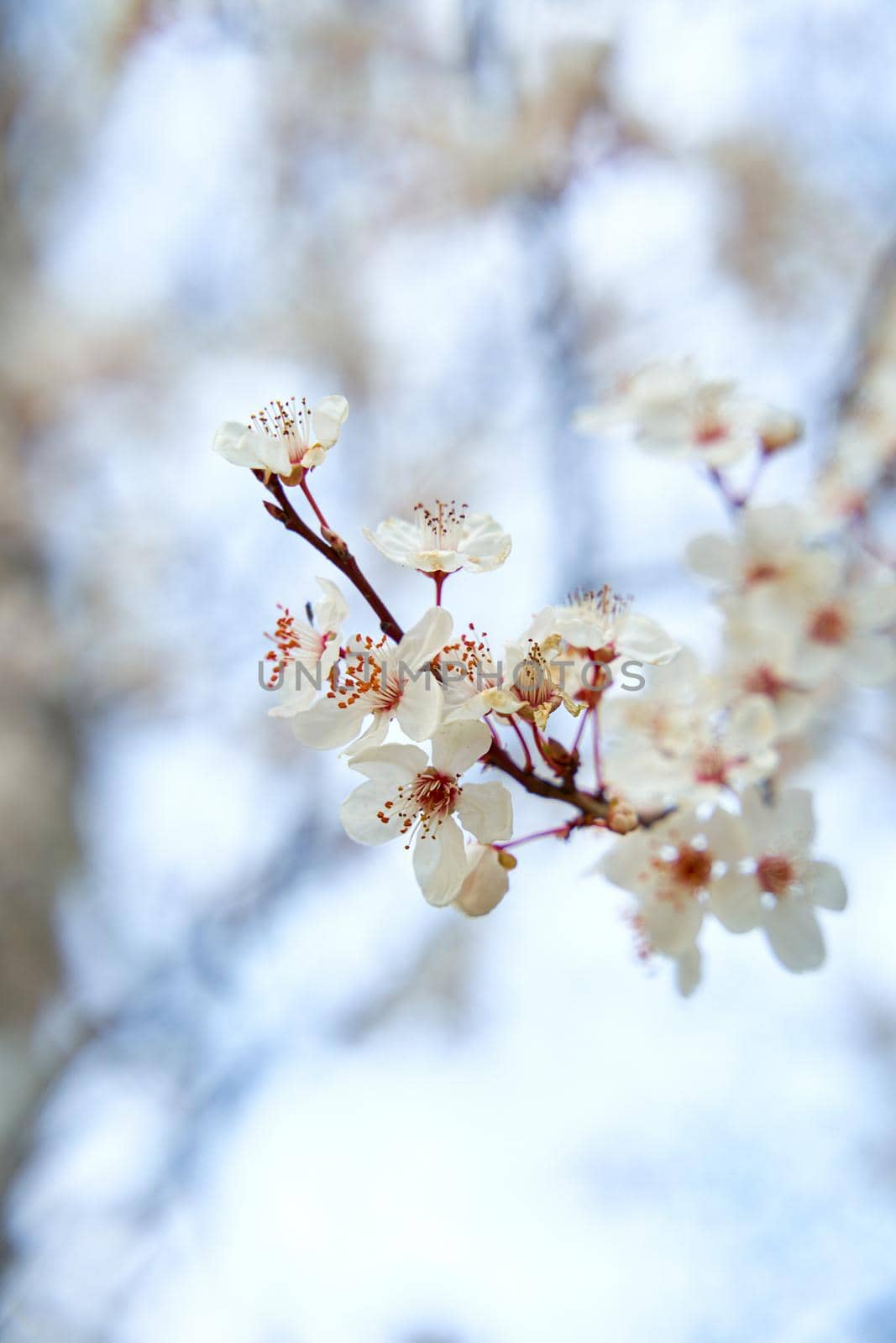 Apricot trees bloom with white flowers in early spring by Try_my_best
