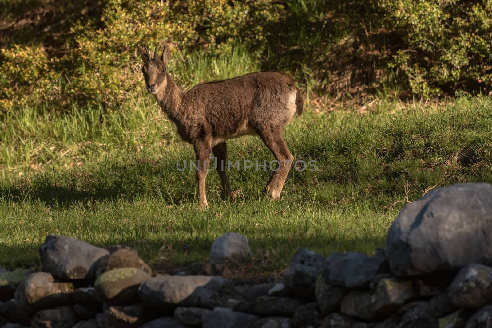 Deer at the main entrance to the Ordesa y Monteperdido National Park in Huesca, Aragon, Spain.