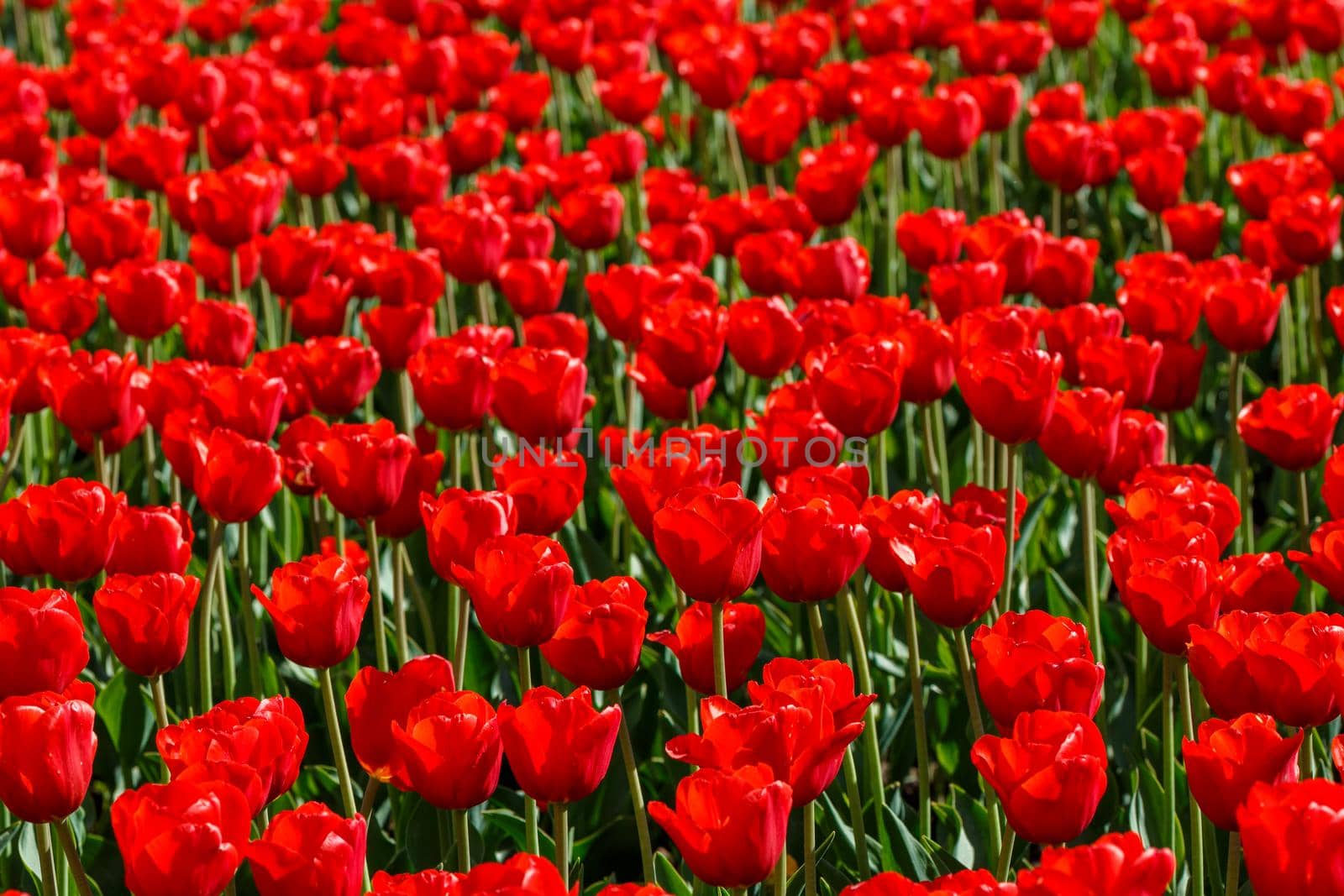 flaccid red tulips in the field at spring daylight - close-up full frame background with selective focus