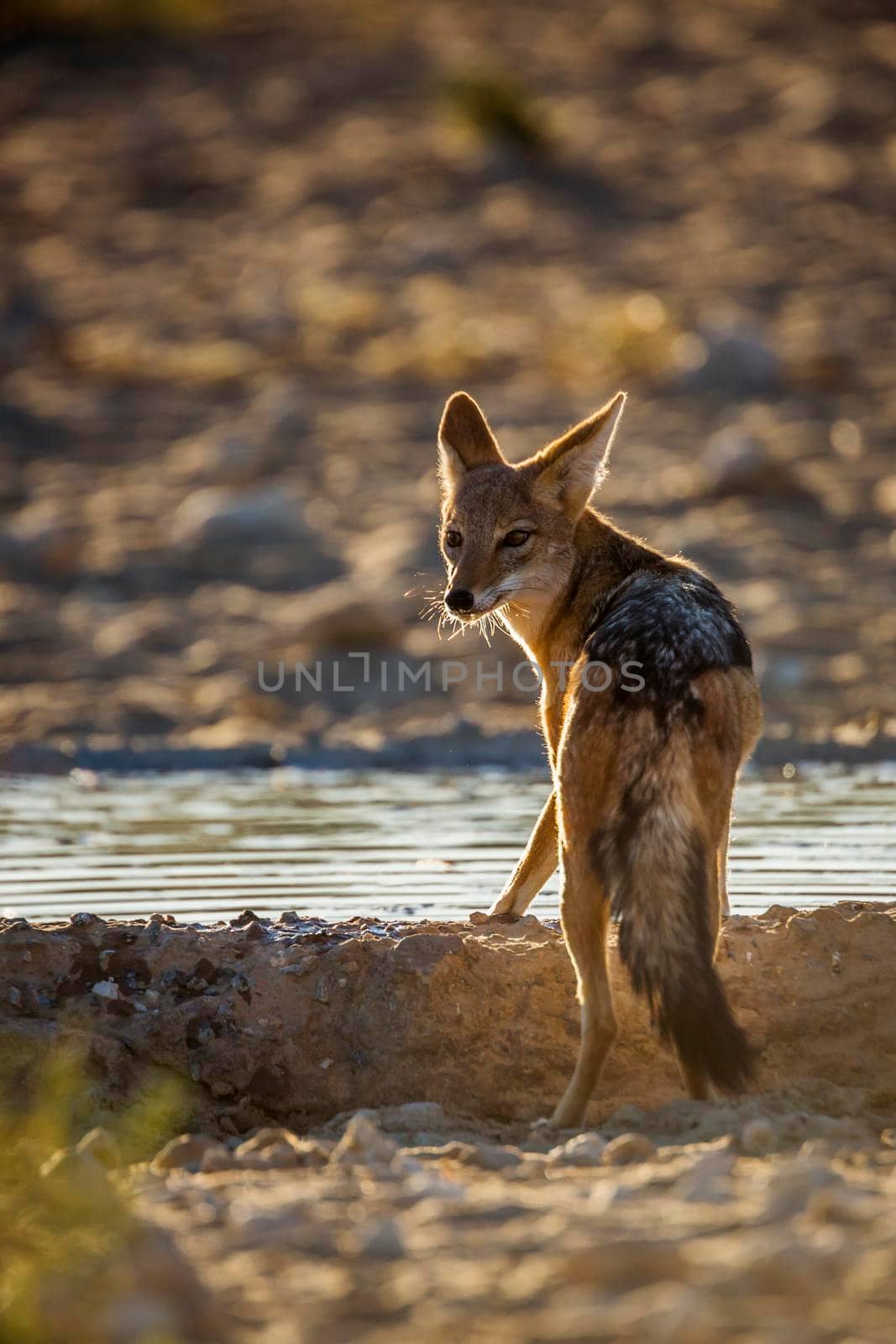 Black backed jackal drinking in waterhole in backlit in Kgalagadi transfrontier park, South Africa ; Specie Canis mesomelas family of Canidae