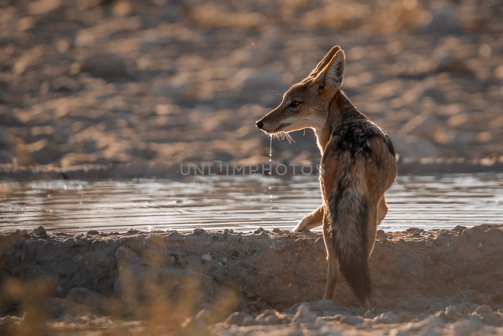 Black backed jackal drinking in waterhole in backlit in Kgalagadi transfrontier park, South Africa ; Specie Canis mesomelas family of Canidae