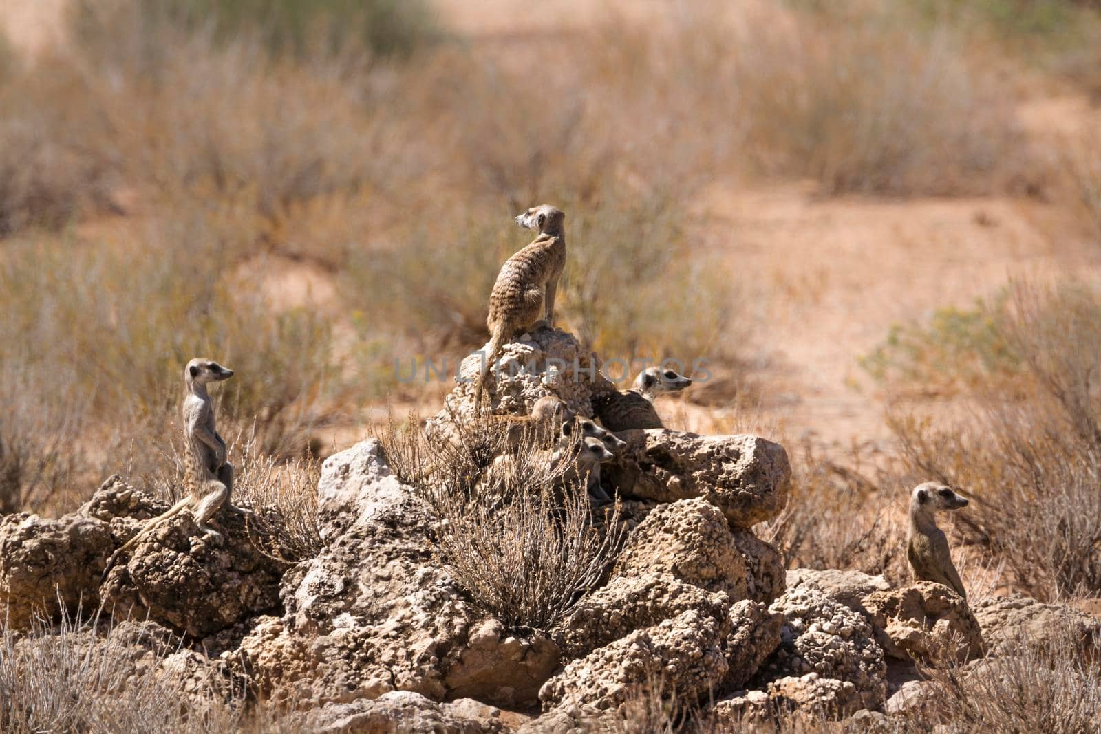 Small group of Meerkats standing on rock in alert in Kgalagadi transfrontier park, South Africa; specie Suricata suricatta family of Herpestidae