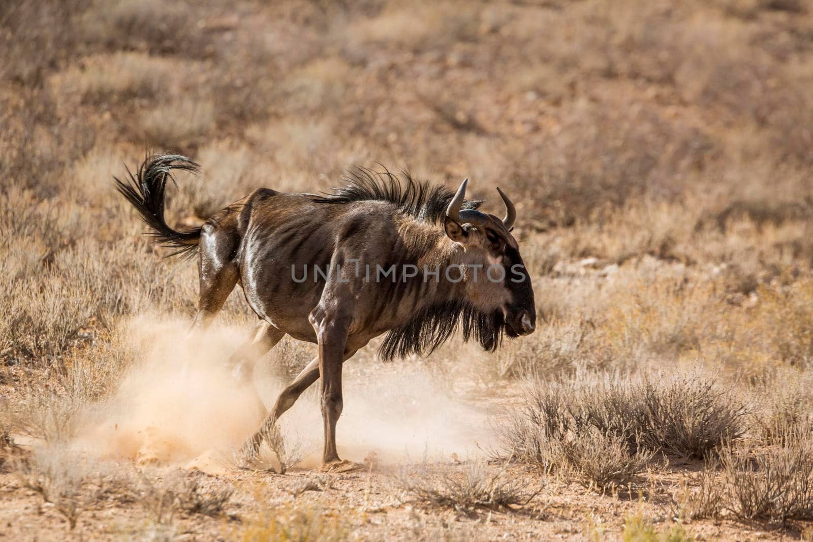 Blue wildebeest running in the dust in Kgalagadi transfrontier park, South Africa ; Specie Connochaetes taurinus family of Bovidae