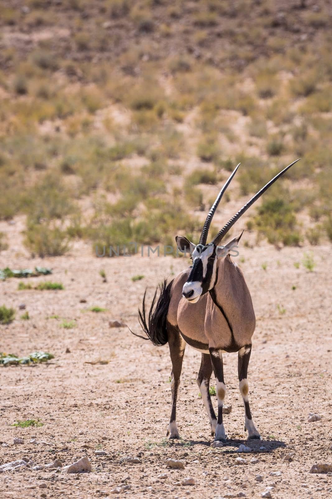 South African Oryx in Kgalagadi transfrontier park, South Africa by PACOCOMO