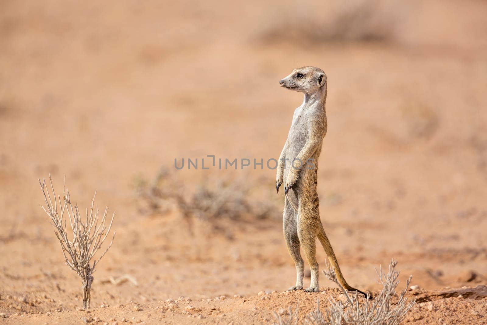 Meerkat standing up in alert in desert in Kgalagadi transfrontier park, South Africa; specie Suricata suricatta family of Herpestidae