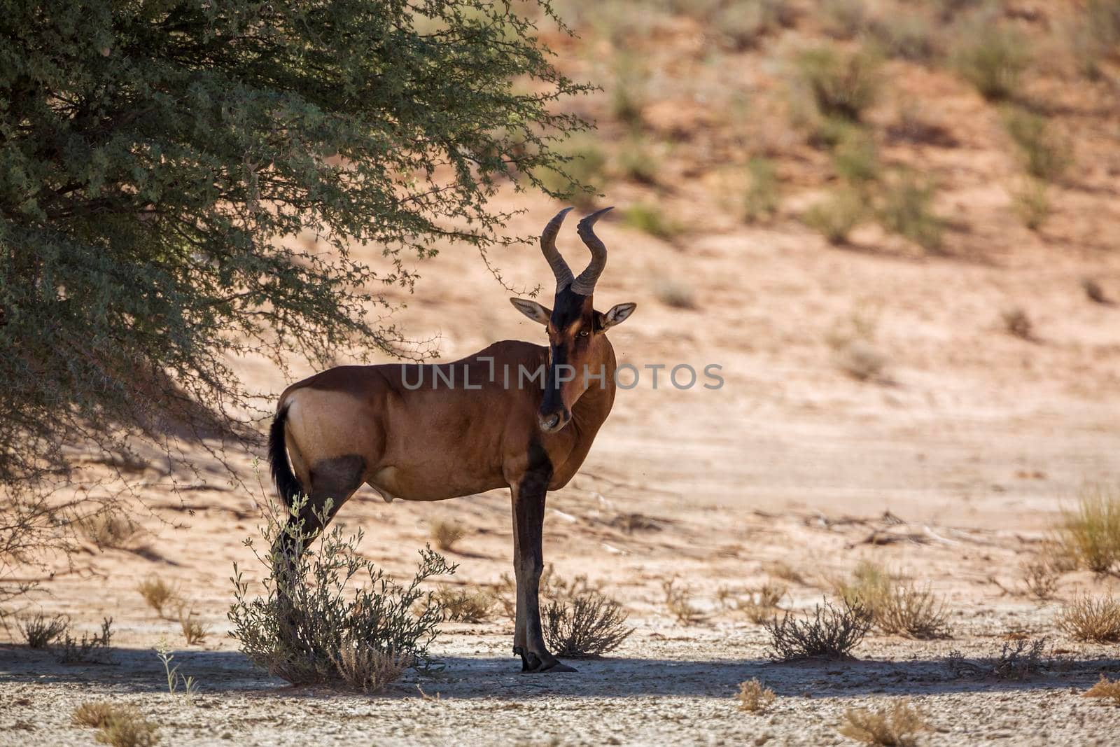 Hartebeest standing in tree shadow in Kgalagadi transfrontier park, South Africa; specie Alcelaphus buselaphus family of Bovidae