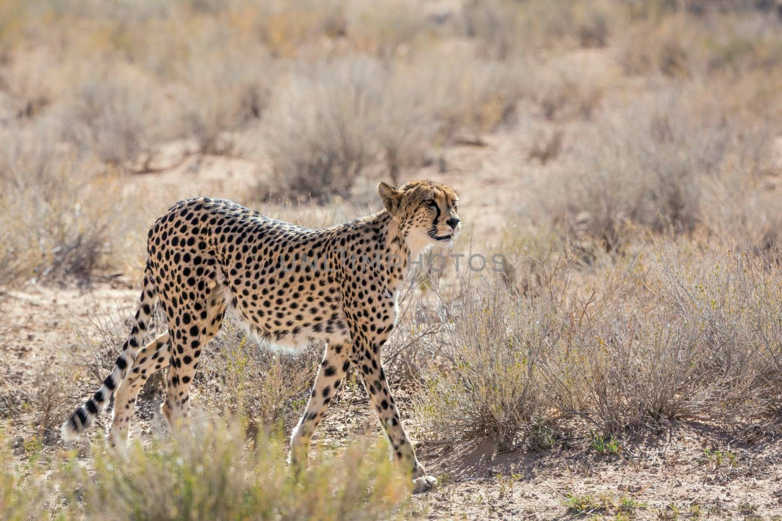 Cheetah walking on dry land in Kgalagadi transfrontier park, South Africa ; Specie Acinonyx jubatus family of Felidae