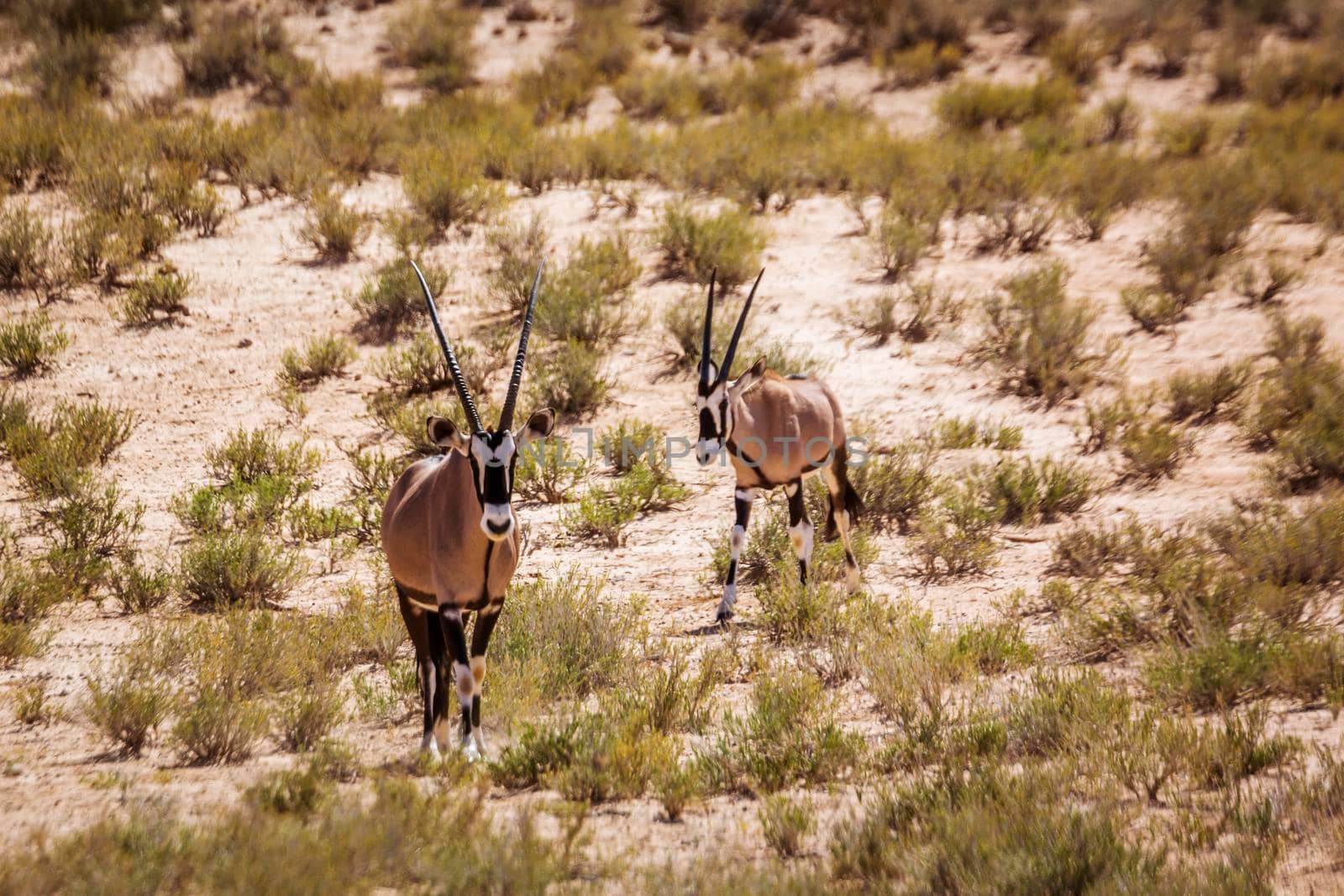 Two South African Oryx walking front view in Kgalagadi transfrontier park, South Africa; specie Oryx gazella family of Bovidae