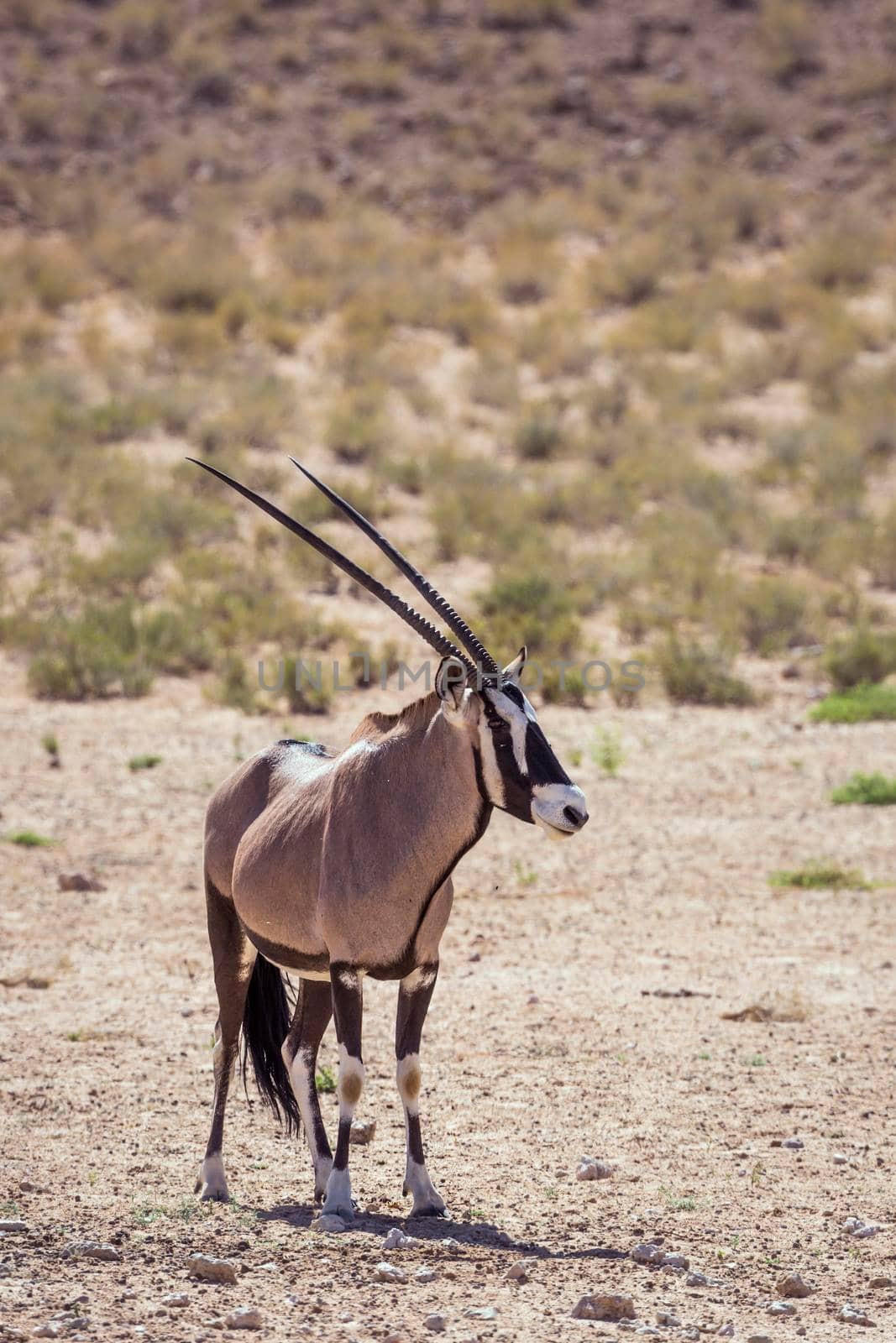South African Oryx standing in dry land in front view in Kgalagadi transfrontier park, South Africa; specie Oryx gazella family of Bovidae