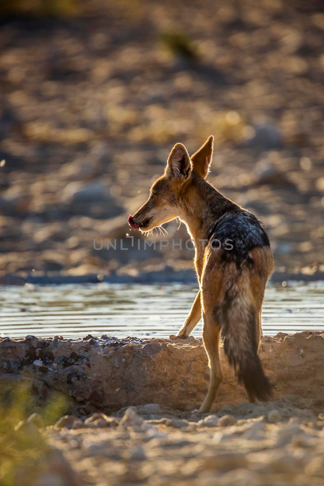 Black backed jackal drinking in waterhole in backlit in Kgalagadi transfrontier park, South Africa ; Specie Canis mesomelas family of Canidae