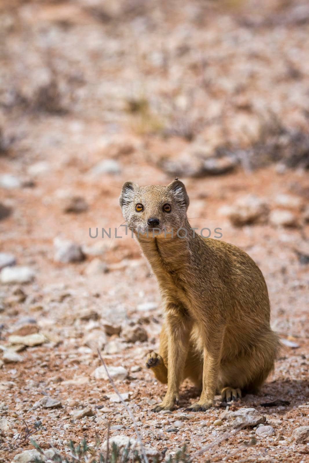 Yellow mongoose seated front view in Kgalagadi transfrontier park, South Africa; specie Cynictis penicillata family of Herpestidae