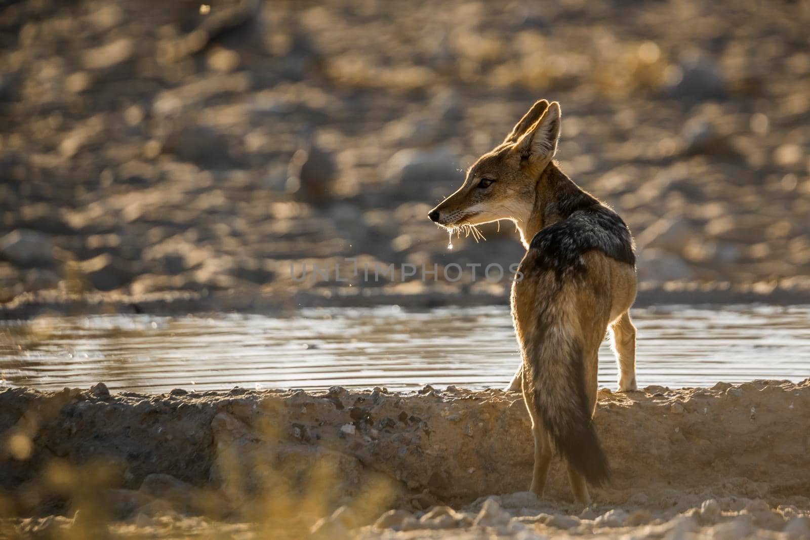 Black backed jackal drinking in waterhole in backlit in Kgalagadi transfrontier park, South Africa ; Specie Canis mesomelas family of Canidae