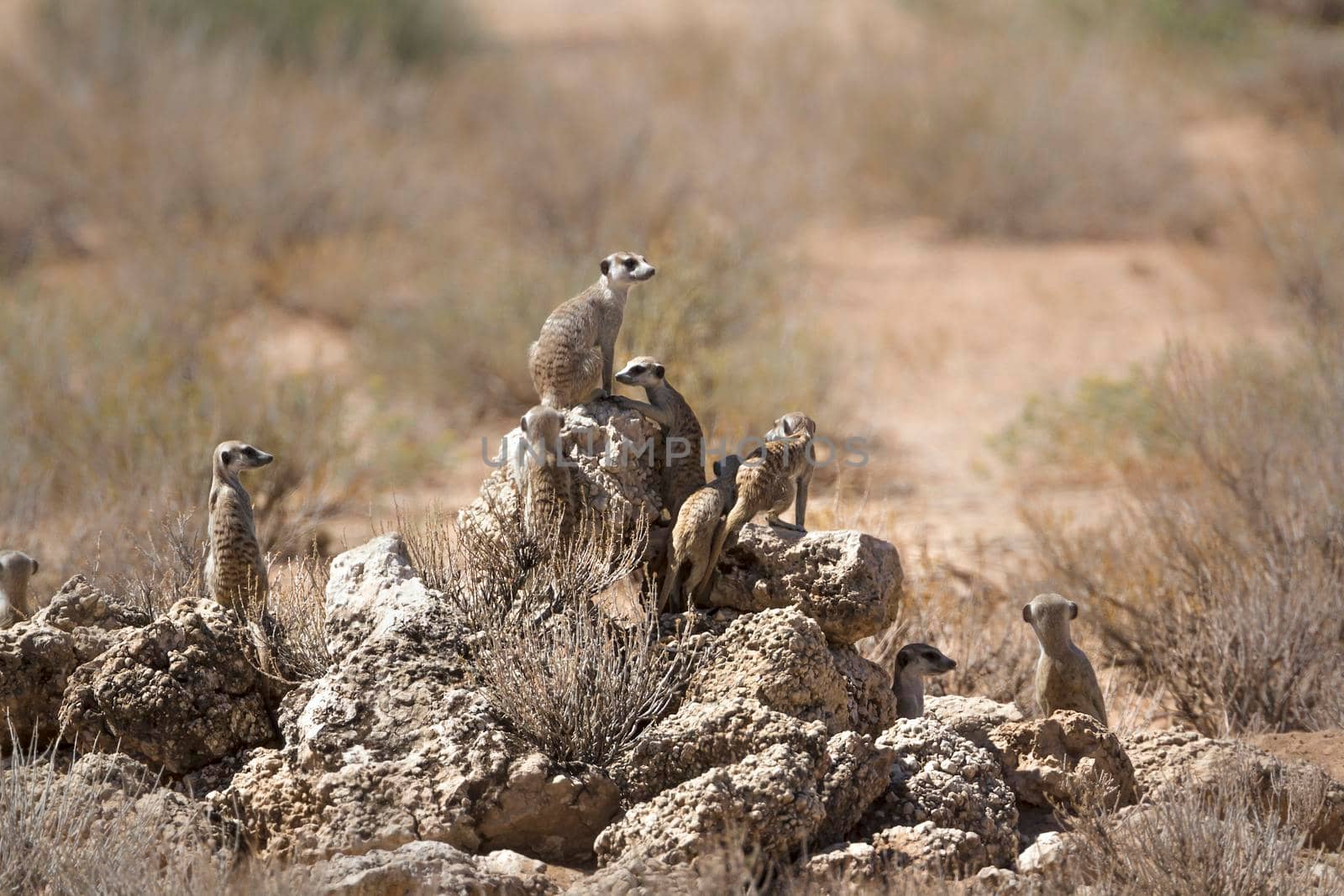 Small group of Meerkats standing on rock in alert in Kgalagadi transfrontier park, South Africa; specie Suricata suricatta family of Herpestidae