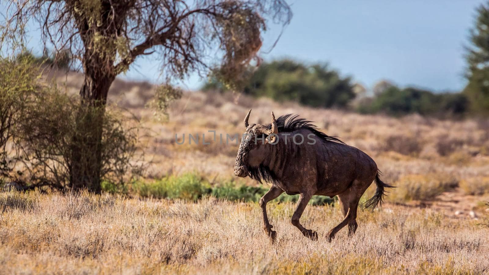Blue wildebeest running in the dust in Kgalagadi transfrontier park, South Africa ; Specie Connochaetes taurinus family of Bovidae
