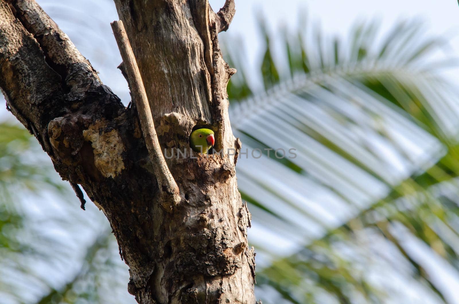 Bird in the nest with green leave background