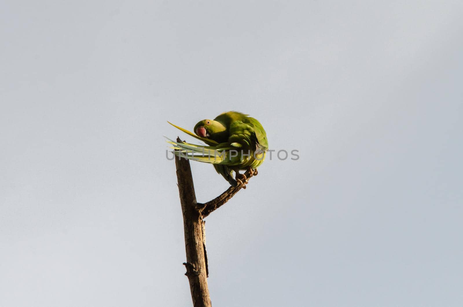 Green bird play at tree branch.